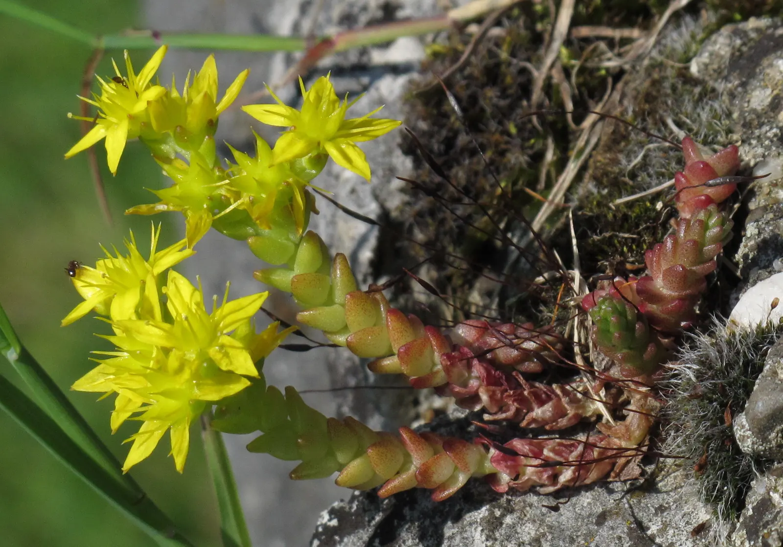 Goldmoss Sedum (Sedum Acre) — It also serves well as a filler between stepping stones or in rock gardens