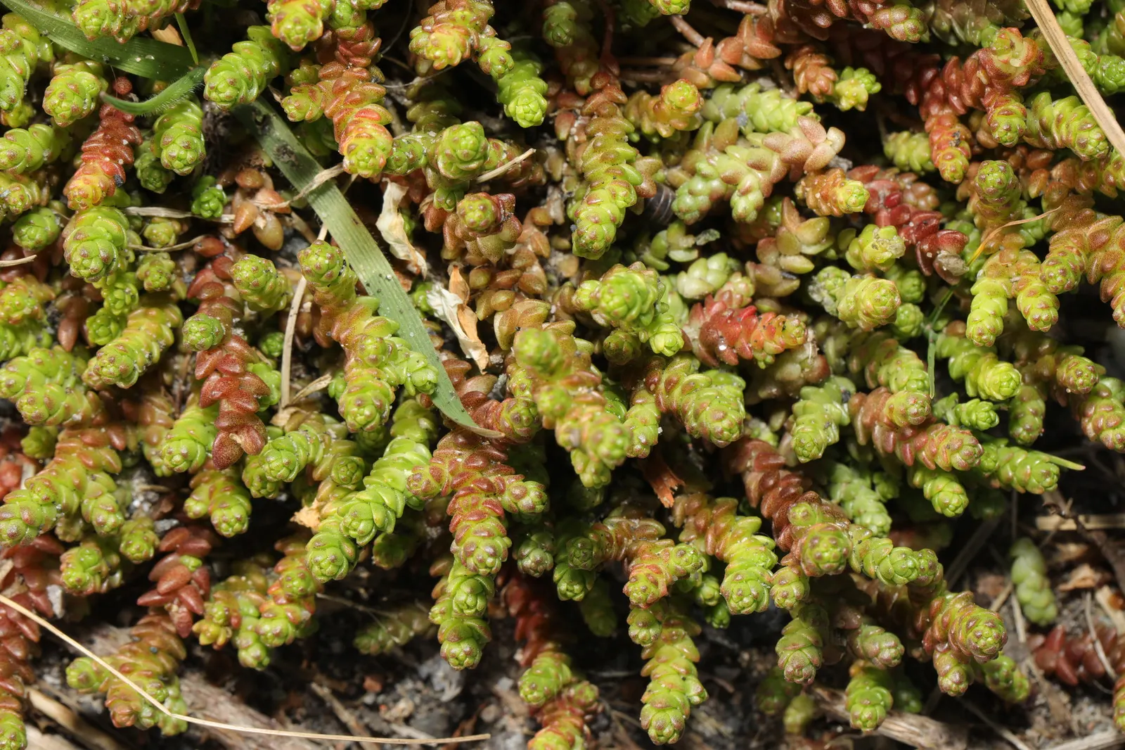 Goldmoss Sedum (Sedum Acre) — star-shaped yellow flowers that are roughly 1/2 inch in diameter; while partial shade can be tolerated