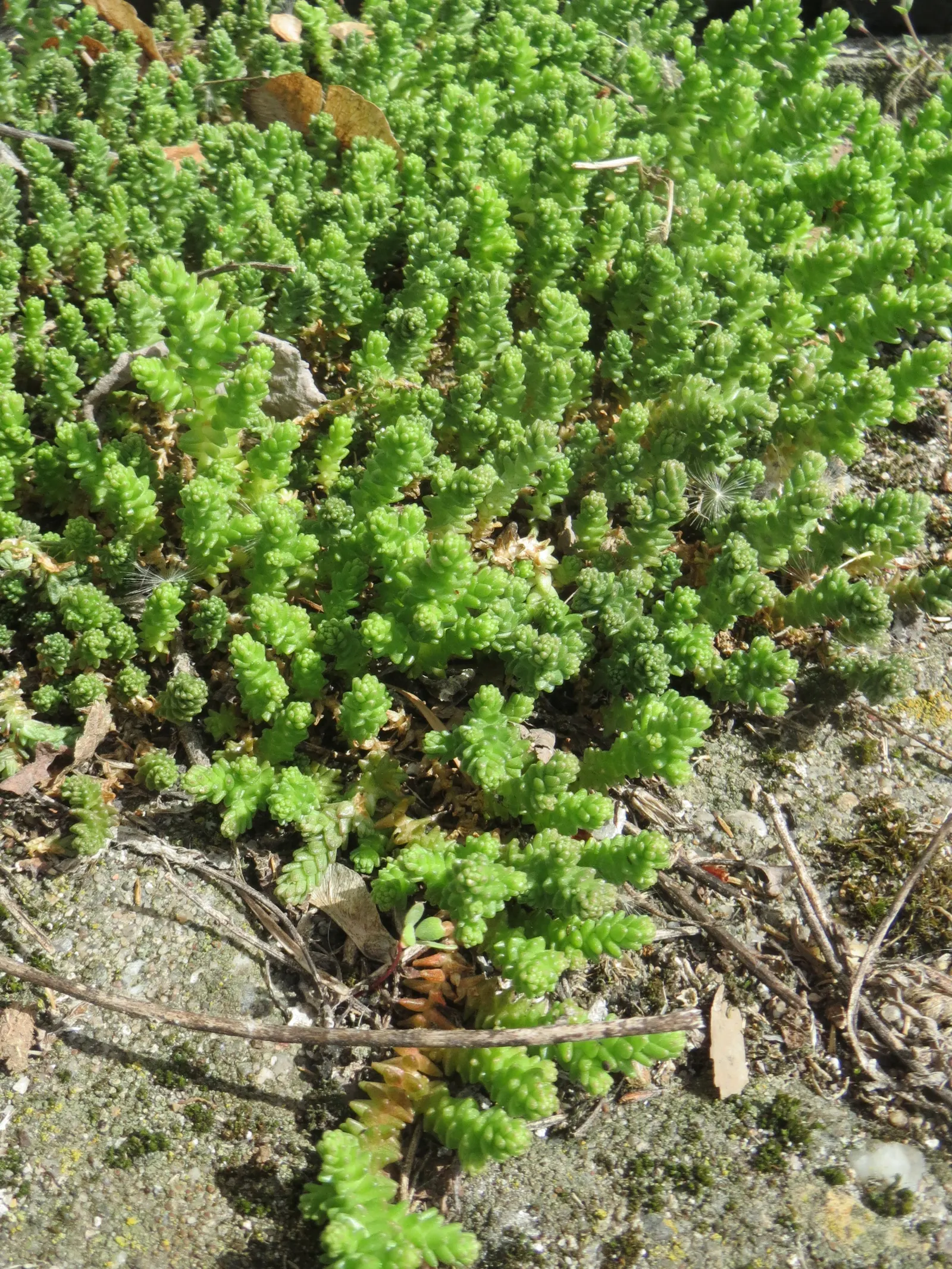 Goldmoss Sedum (Sedum Acre) — as it does not do well with excessive moisture.<br><br>For landscape designers and clients alike; scientifically, image 87