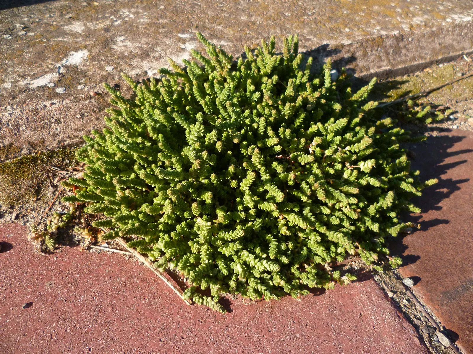 Goldmoss Sedum (Sedum Acre) — it blooms profusely with tiny; it prefers well-drained soil and is very drought-resistant once established, image 57