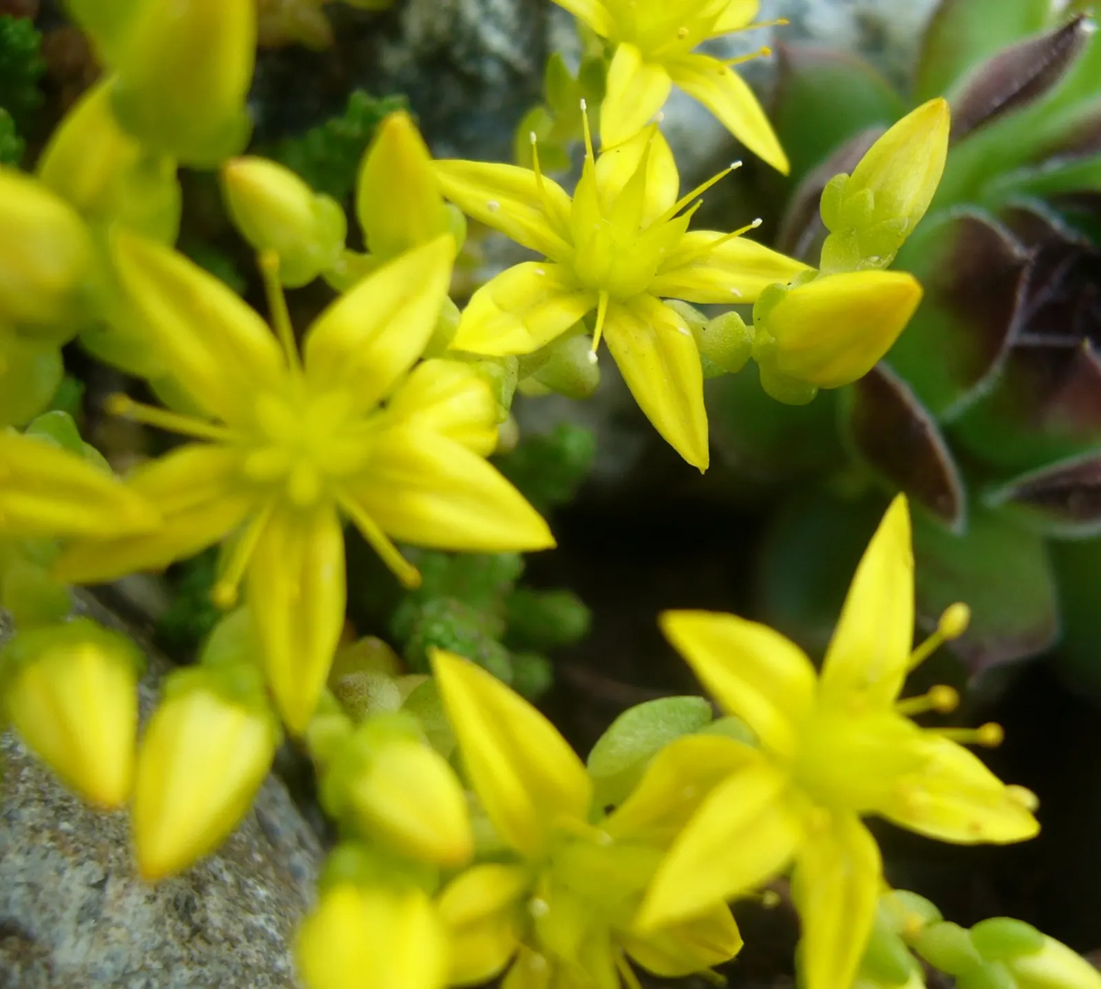 Goldmoss Sedum (Sedum Acre) — scientifically named Sedum acre