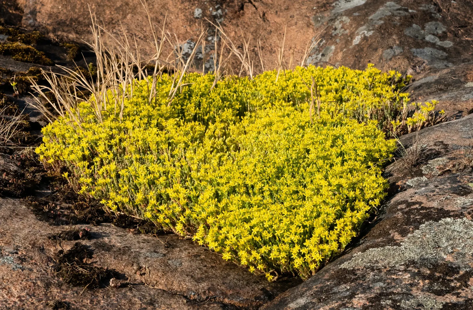 Goldmoss Sedum (Sedum Acre) — It also serves well as a filler between stepping stones or in rock gardens; providing year-round interest with minimal care