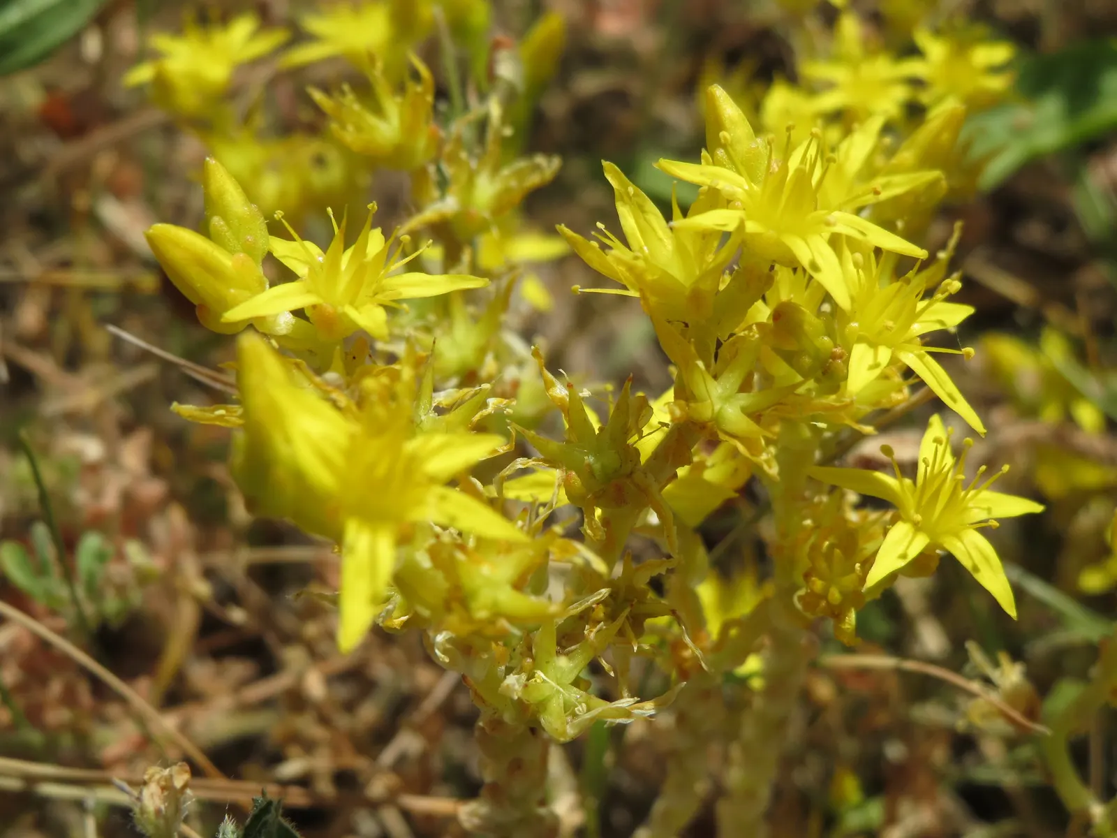 Goldmoss Sedum (Sedum Acre) — yellow flowers in the garden; low-growing foliage and its ability to thrive in challenging conditions