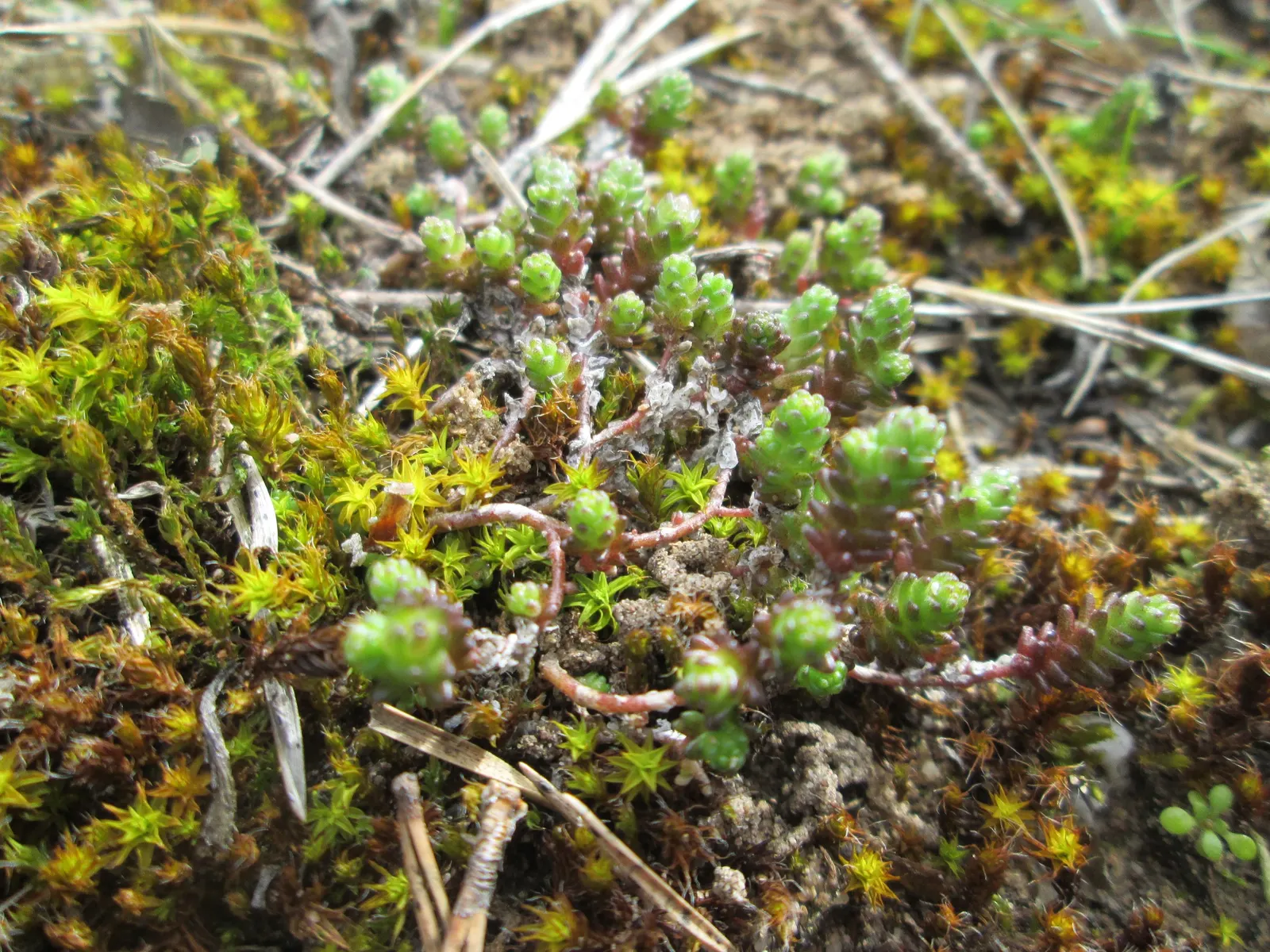 Goldmoss Sedum (Sedum Acre) — low-growing foliage and its ability to thrive in challenging conditions; yellow flowers in the garden, image 55