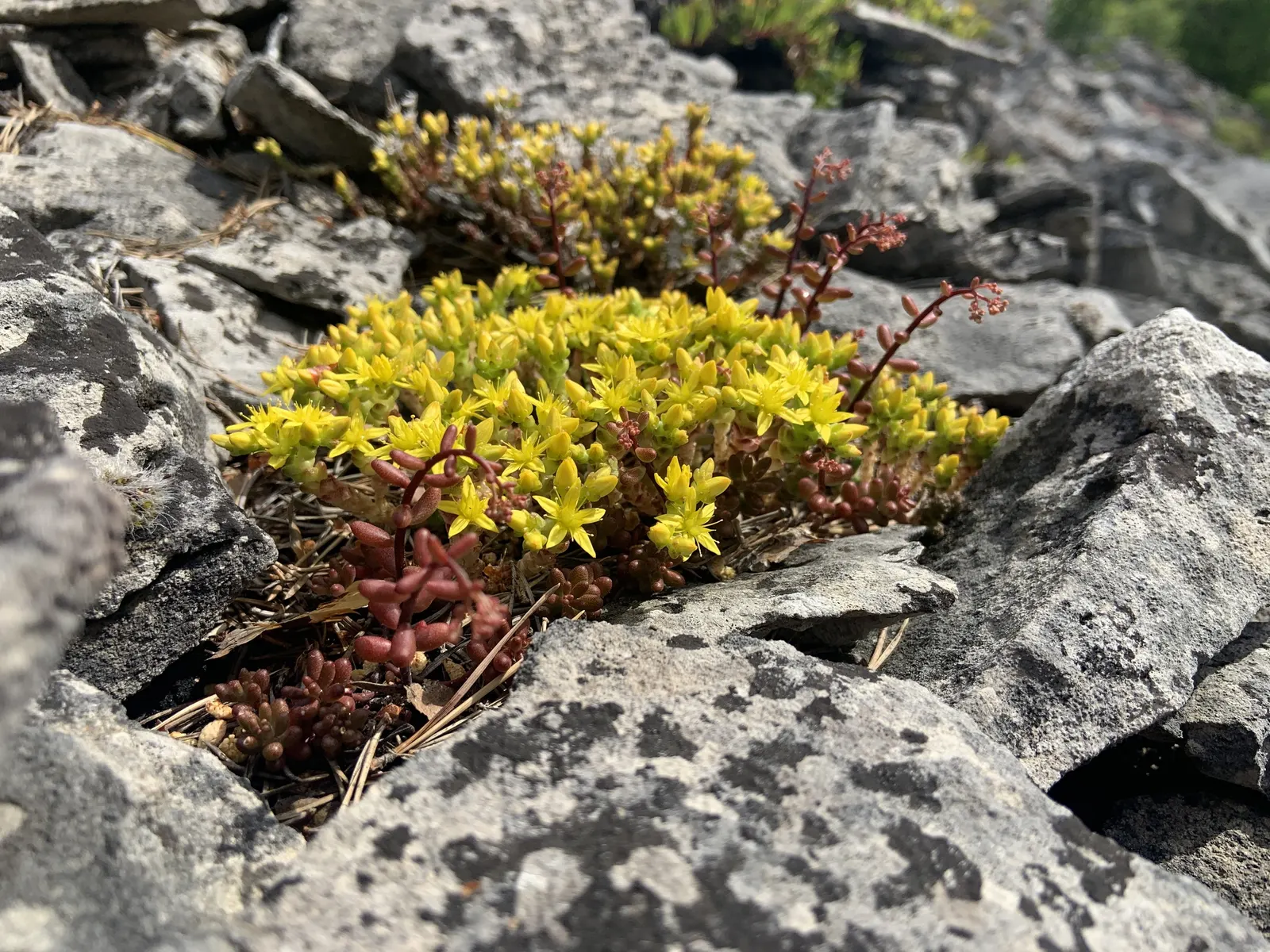 Goldmoss Sedum (Sedum Acre) — Thriving in USDA zones 3-9, it reaches up to 3 inches in height and spreads 12-24 inches; goldmoss Sedum is extremely, image 74