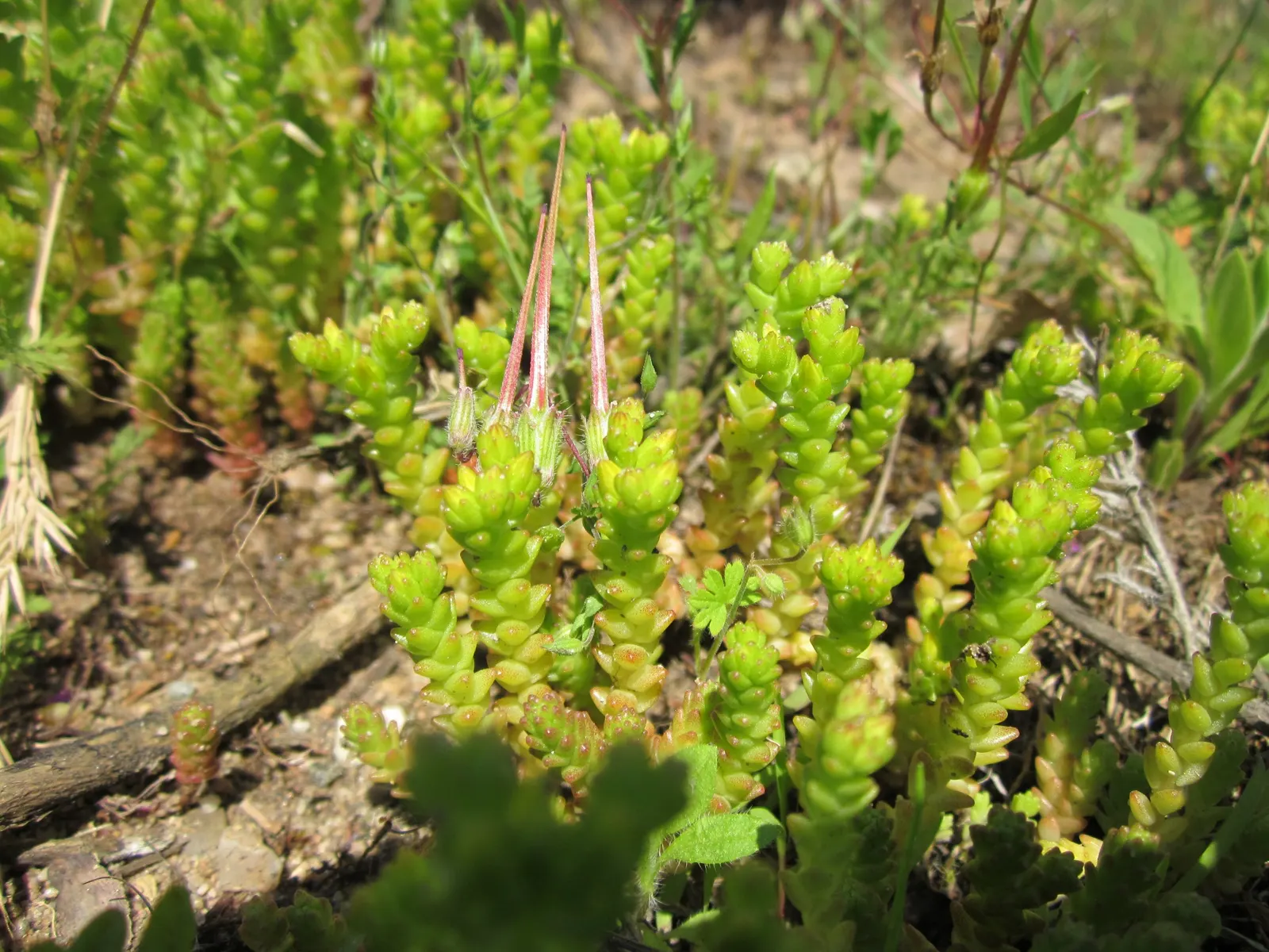 Goldmoss Sedum (Sedum Acre) — yellow flowers in the garden; low-growing foliage and its ability to thrive in challenging conditions, image 70