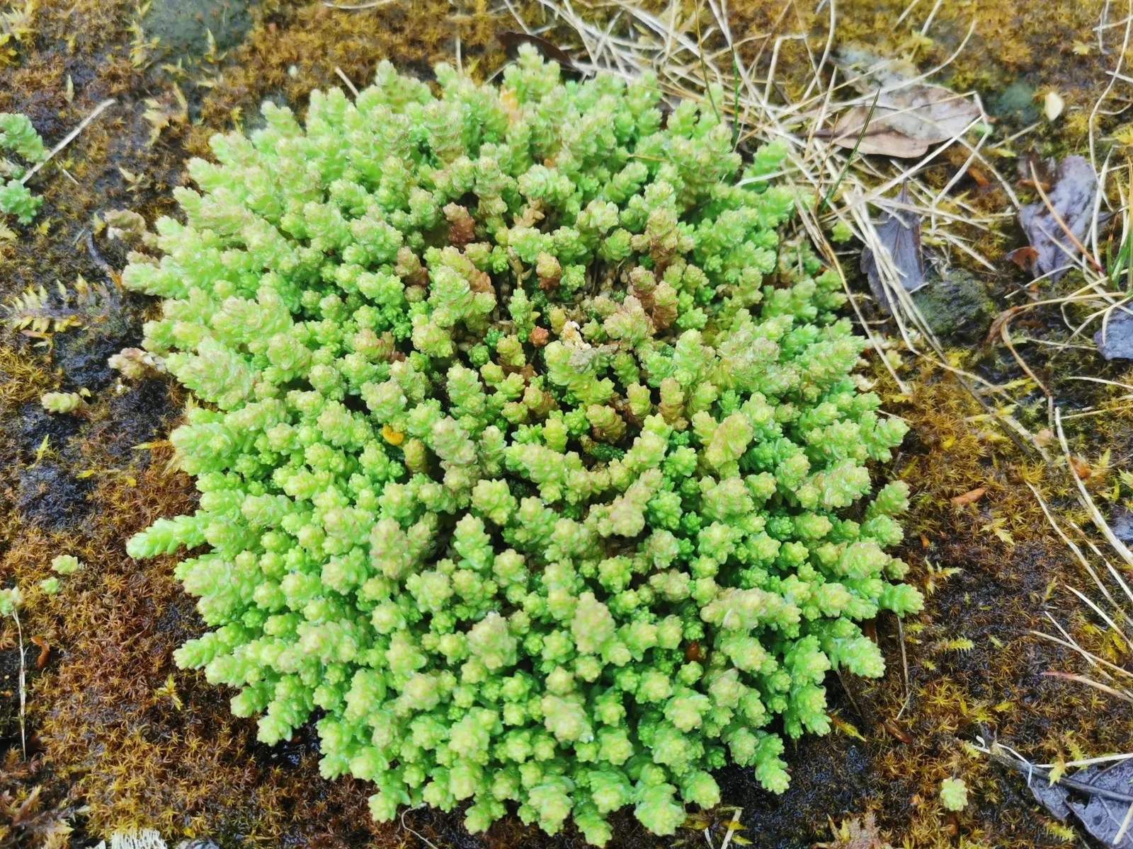 Goldmoss Sedum (Sedum Acre) — making it a perfect choice for xeriscaping or low-maintenance gardens; the Goldmoss Sedum is a valuable addition to a garden space