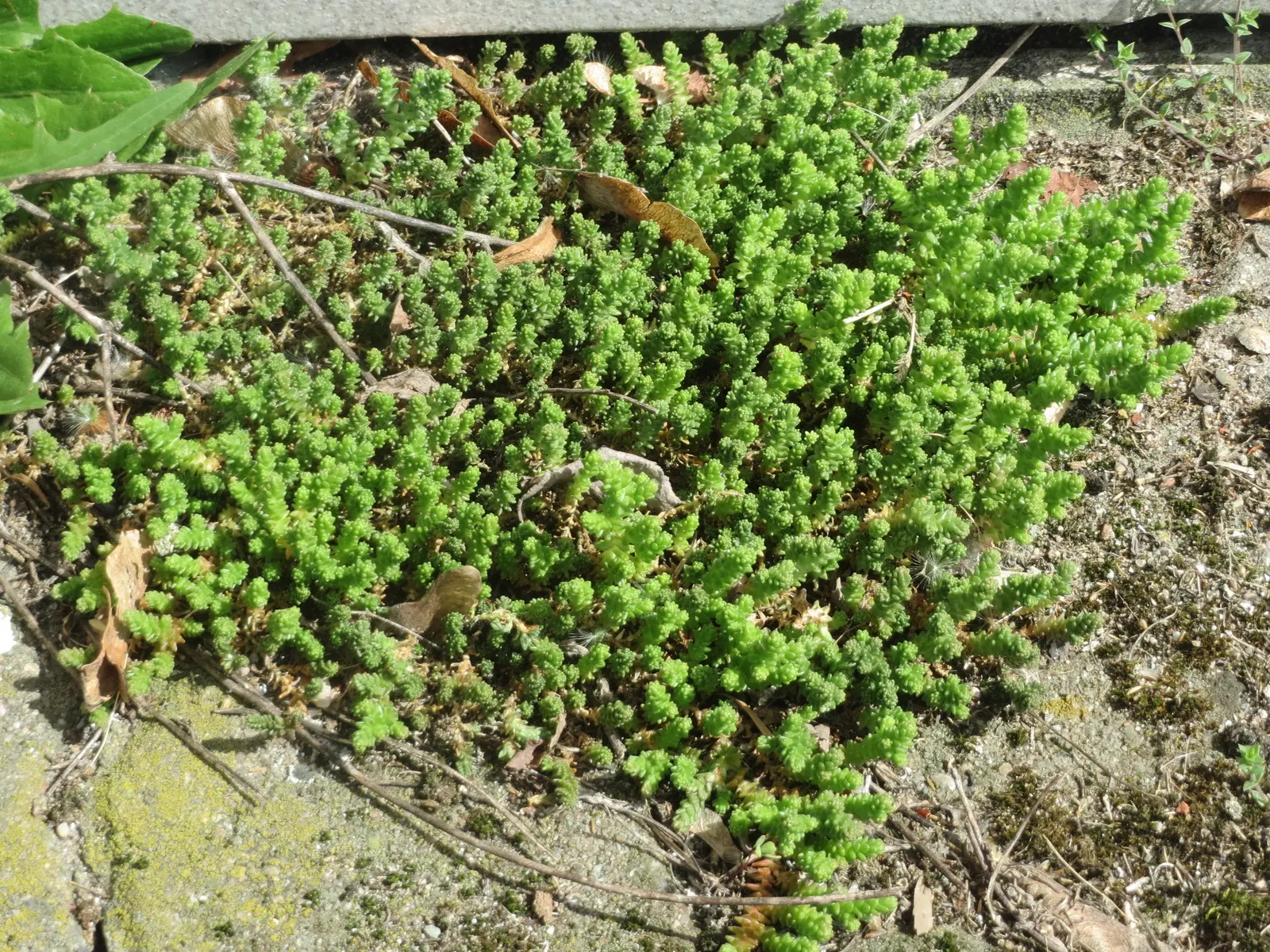 Goldmoss Sedum (Sedum Acre) — Goldmoss Sedum is extremely tolerant of poor soil conditions; thriving in USDA zones 3-9, it reaches up to 3 inches, image 83
