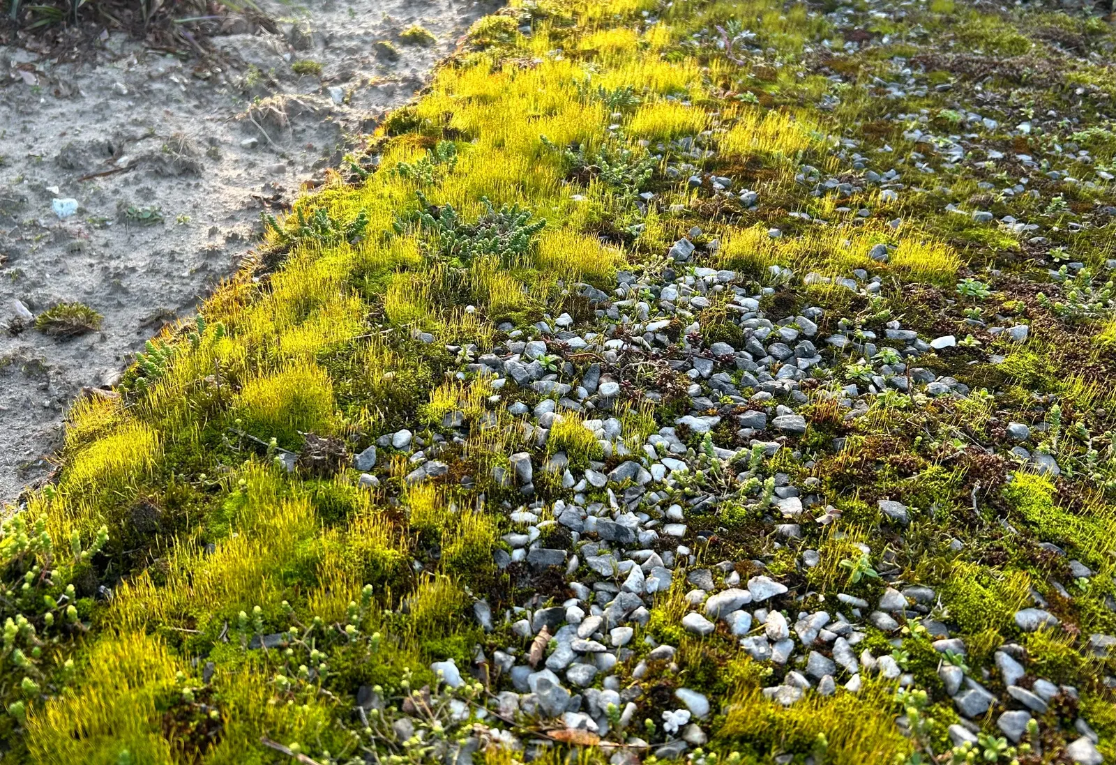 Goldmoss Sedum (Sedum Acre) — yellow flowers in the garden