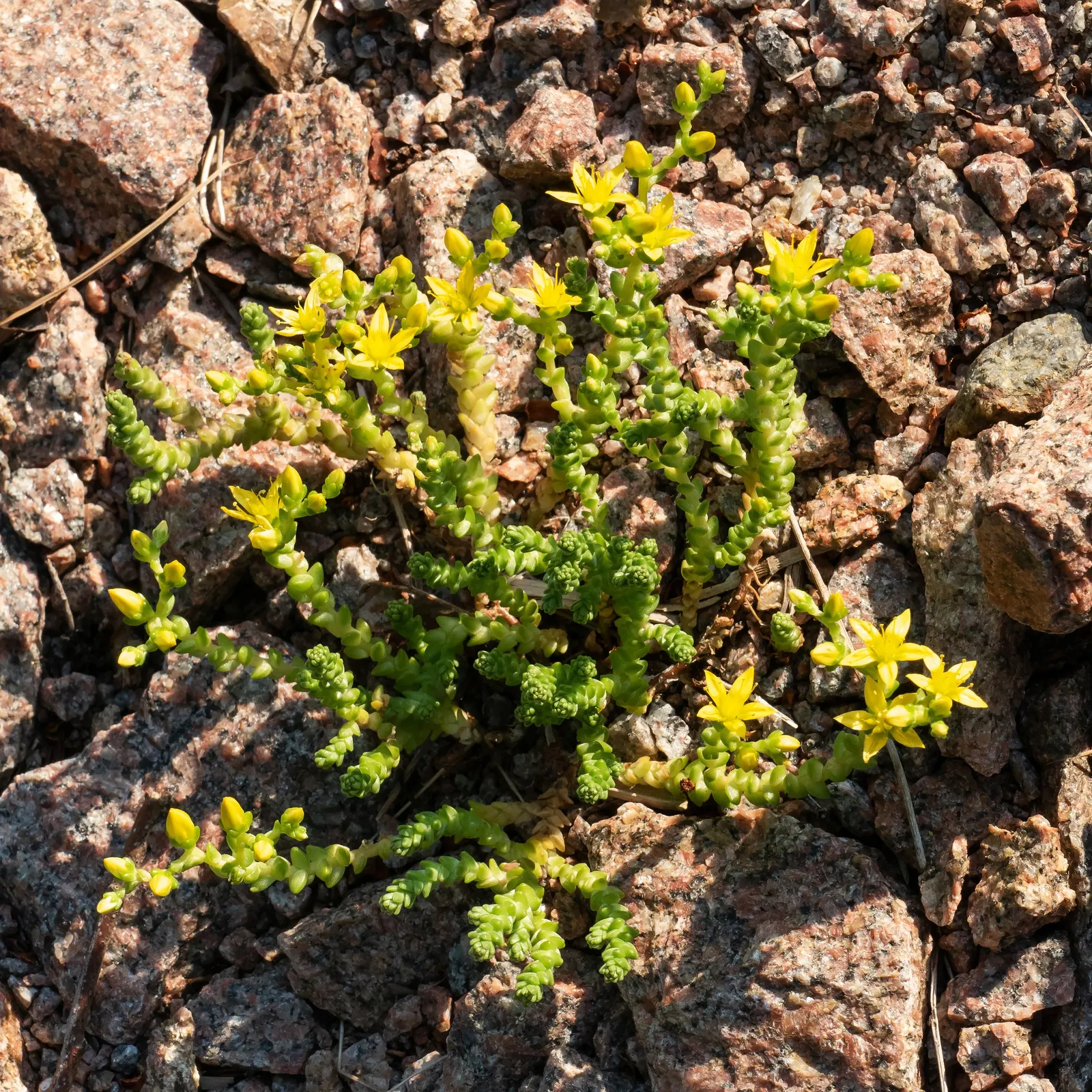 Goldmoss Sedum (Sedum Acre) — low-growing foliage and its ability to thrive in challenging conditions; yellow flowers in the garden