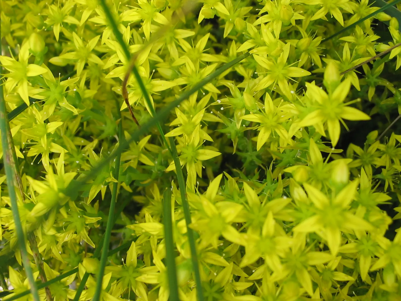 Goldmoss Sedum (Sedum Acre) — it is important to avoid overwatering; ground cover / perennial with yellow blooms, image 86