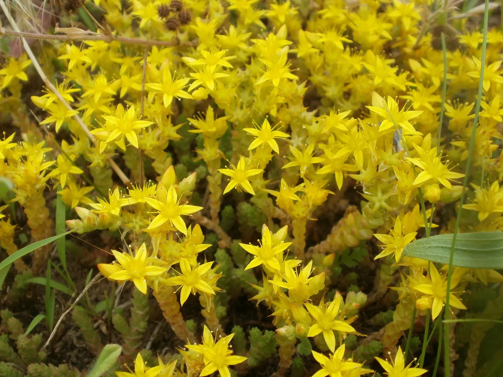 Goldmoss Sedum (Sedum Acre) — This low-maintenance, drought-tolerant plant prefers full sun to partial shade and well-draining soils; a full sun, image 51