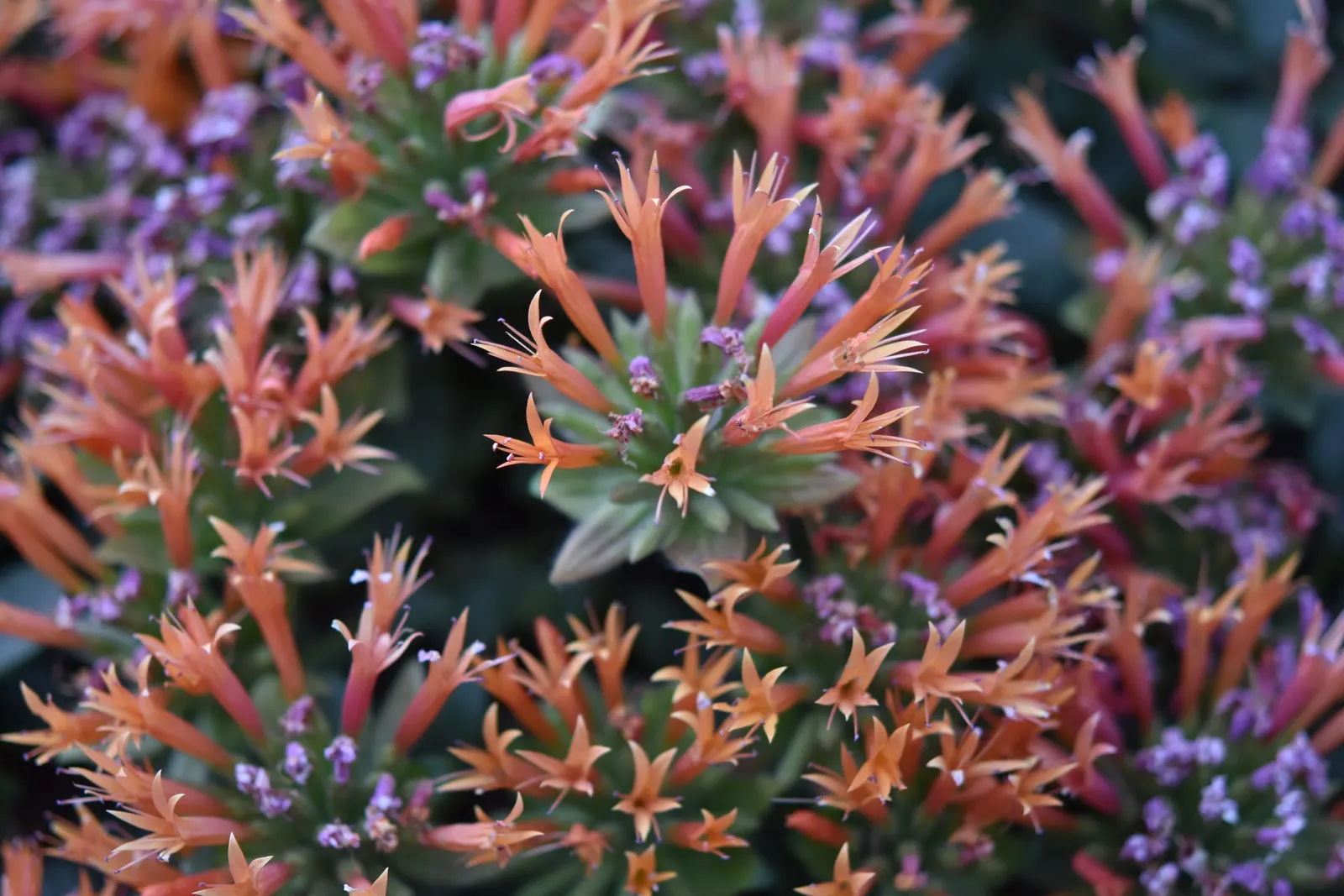 Scarlet Monardella (Monardella Macrantha) — thriving in USDA zones 8-10