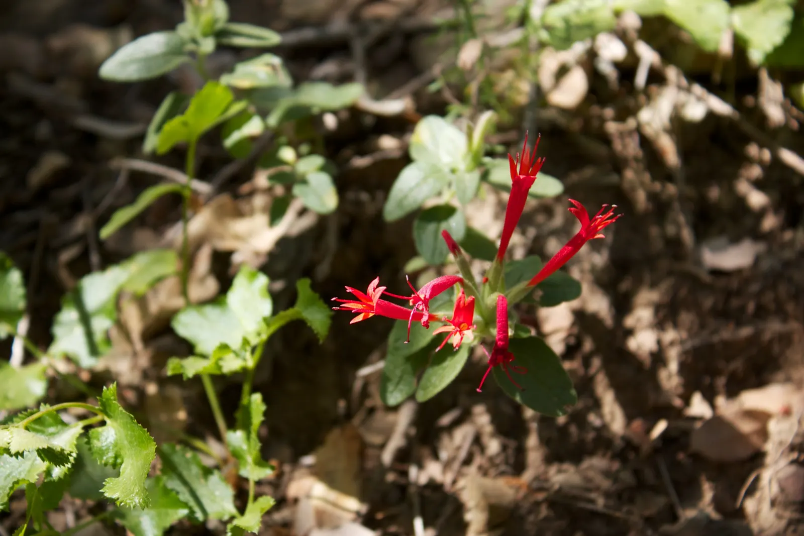 Scarlet Monardella (Monardella Macrantha) — Scarlet Monardella (Monardella macrantha) is a vibrant perennial native to California
