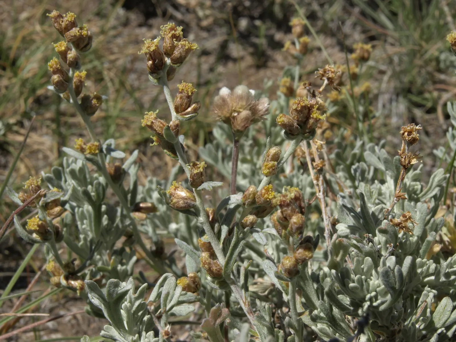 California Sagebrush (Artemisia Californica) — shrub for full or half