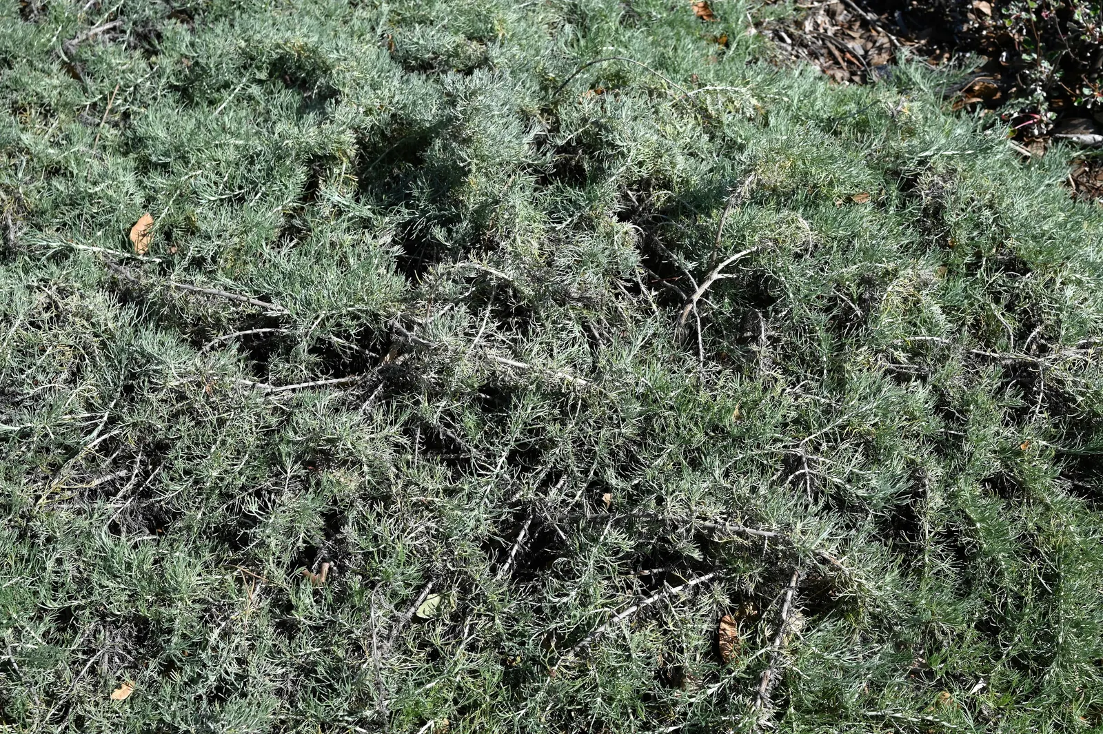 California Sagebrush (Artemisia Californica) — is an indigenous perennial shrub that graces the coastal chaparral and foothills of California, image 51