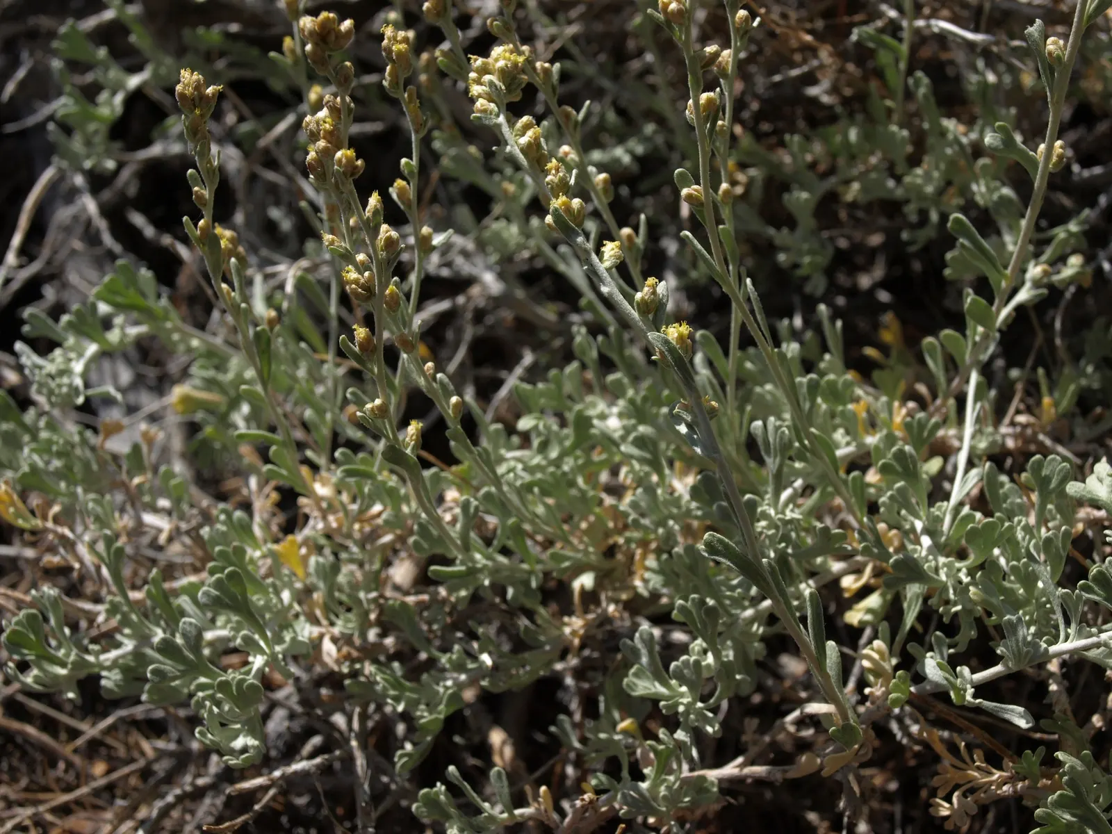 California Sagebrush (Artemisia Californica) — It thrives in full sun and well-drained soil, flourishing in USDA zones 7-10; the California Sagebrush is a