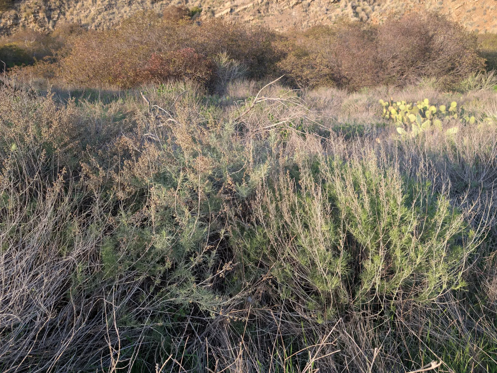 California Sagebrush (Artemisia Californica) — it's an excellent habitat plant; often reminiscent of sage, image 49