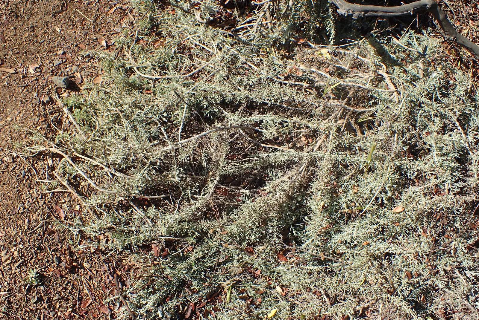 California Sagebrush (Artemisia Californica) — promoting stability and resilience in arid environments.<br><br>With a hardiness zone range from 8, image 57