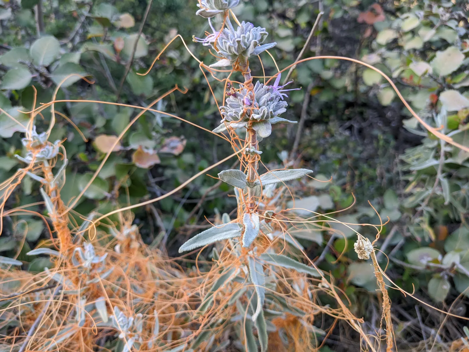 California Sagebrush (Artemisia Californica) — native perennial shrub reaching 2 to 3 feet in height; making it an ideal candidate for slopes and banks where