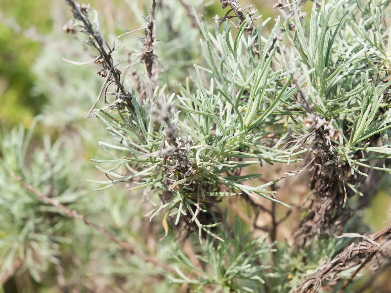 California Sagebrush (Artemisia Californica) — Esteemed for its fragrant; feathery leaves release a distinct aromatic scent when brushed or crushed, image 52