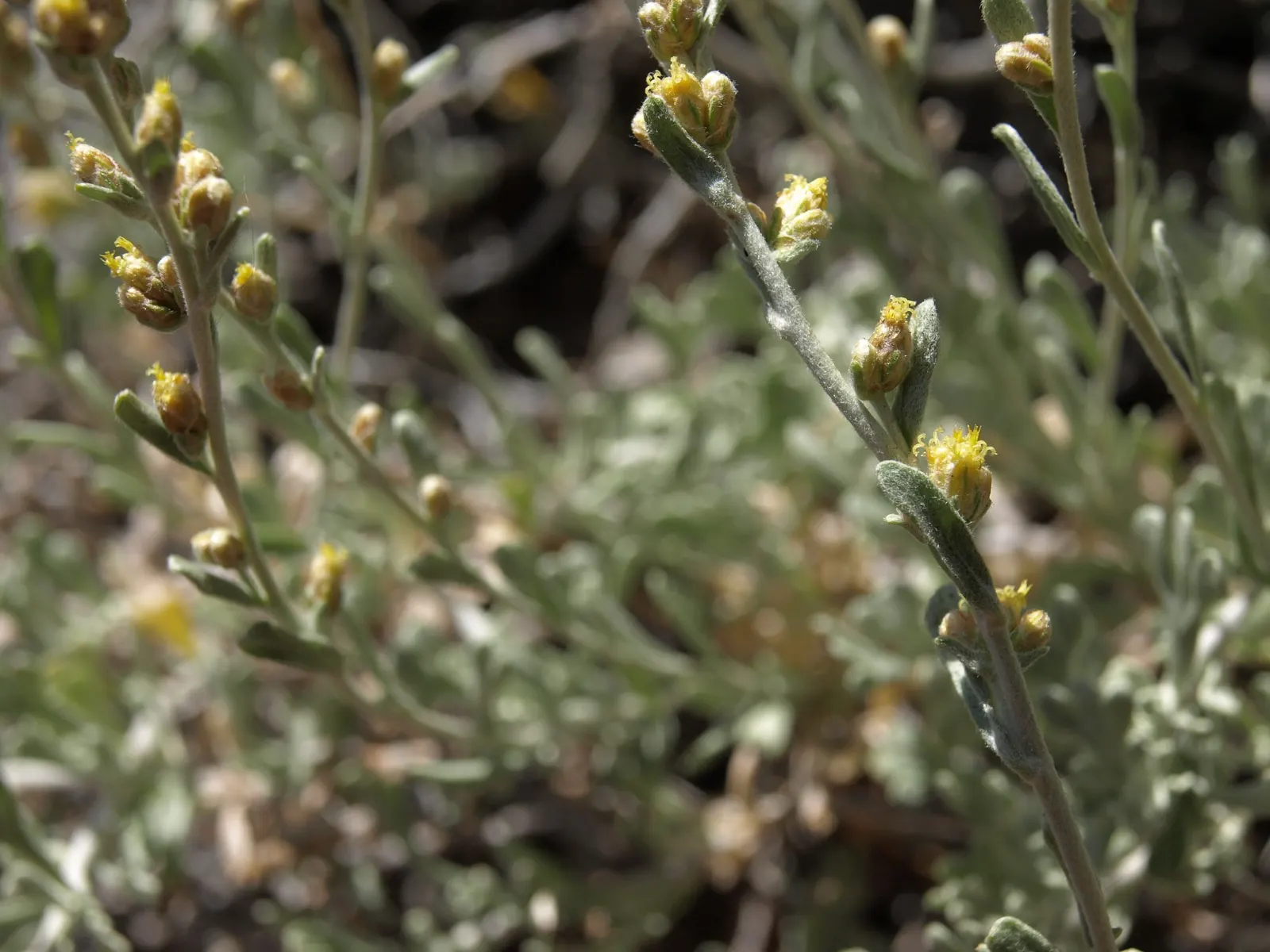 California Sagebrush (Artemisia Californica) — This drought-tolerant plant exhibits feathery, silver-gray foliage and provides a pleasant sage fragrance; it