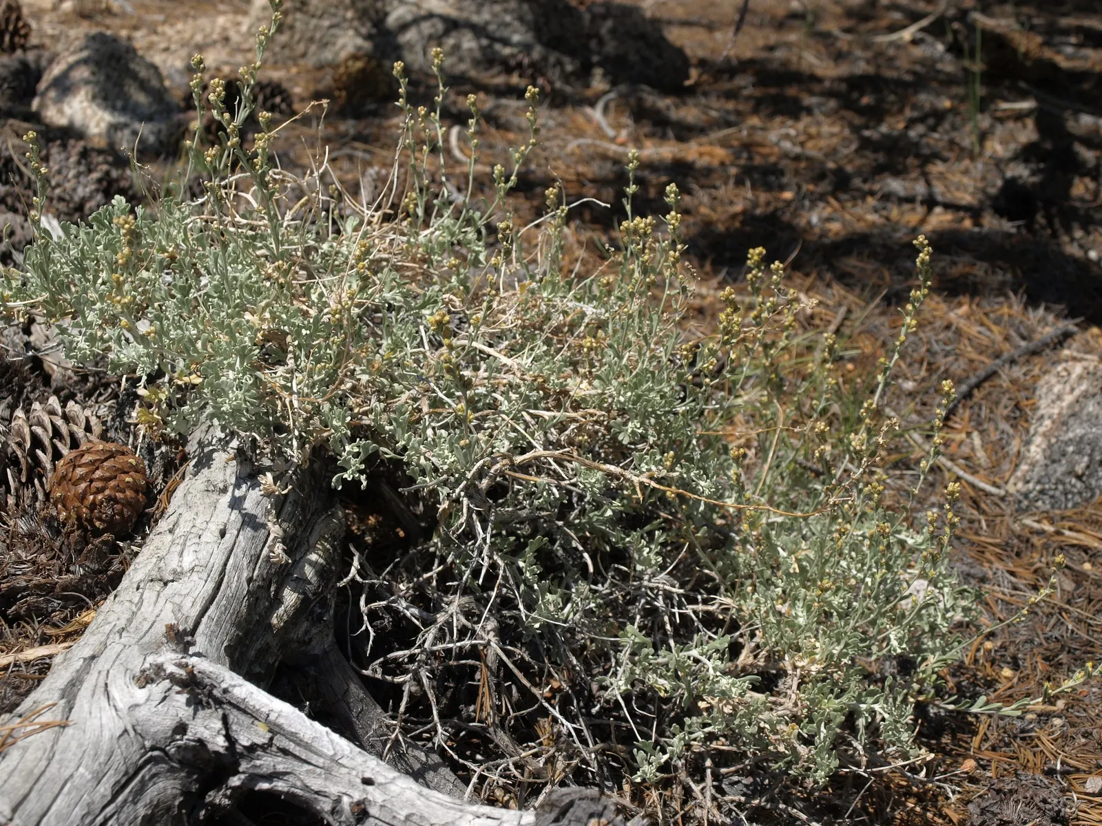 California Sagebrush (Artemisia Californica) — it's an excellent habitat plant; often reminiscent of sage