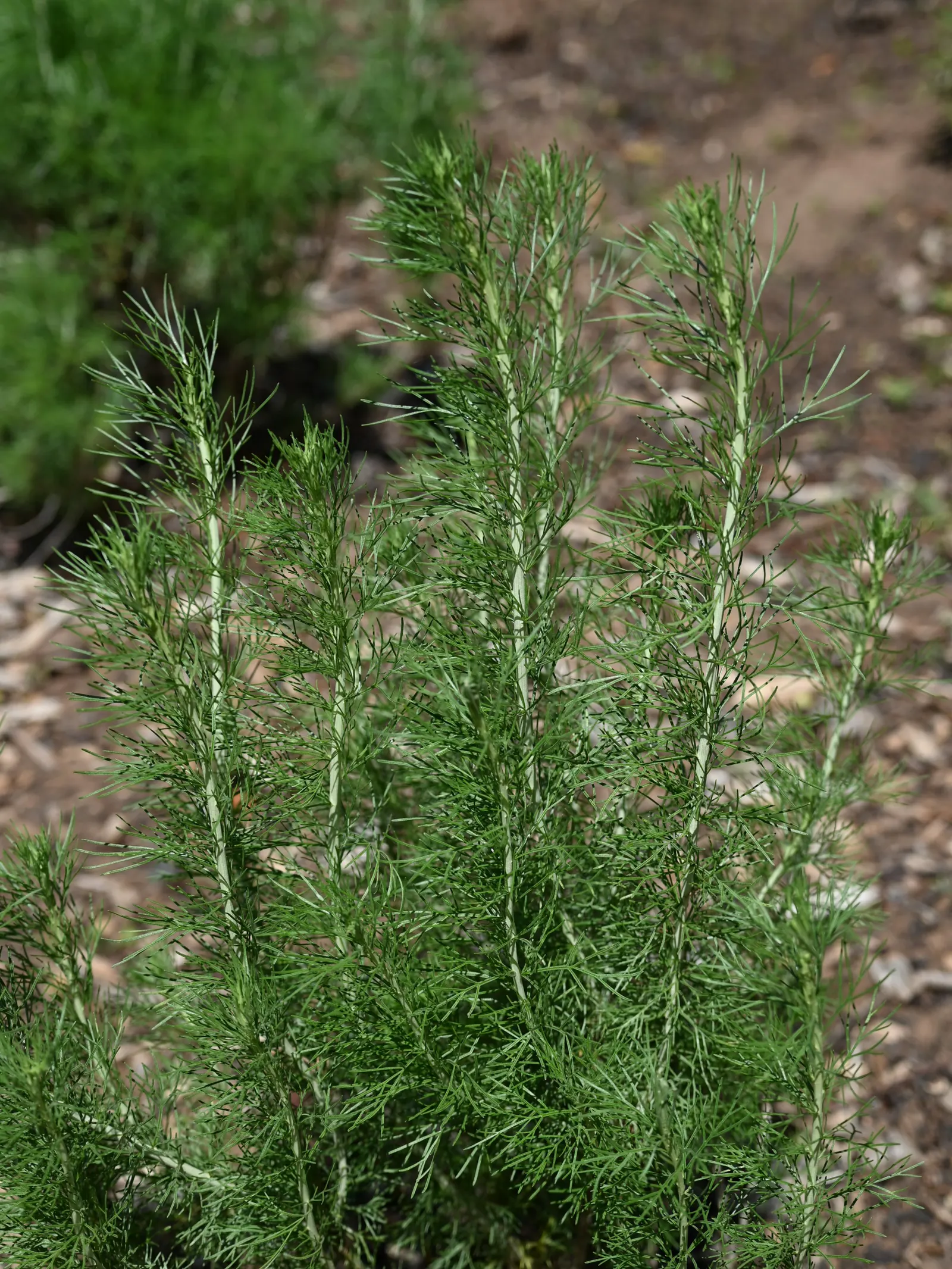 California Sagebrush (Artemisia Californica) — It thrives in full sun and well-drained soil, flourishing in USDA zones 7-10; the California, image 47