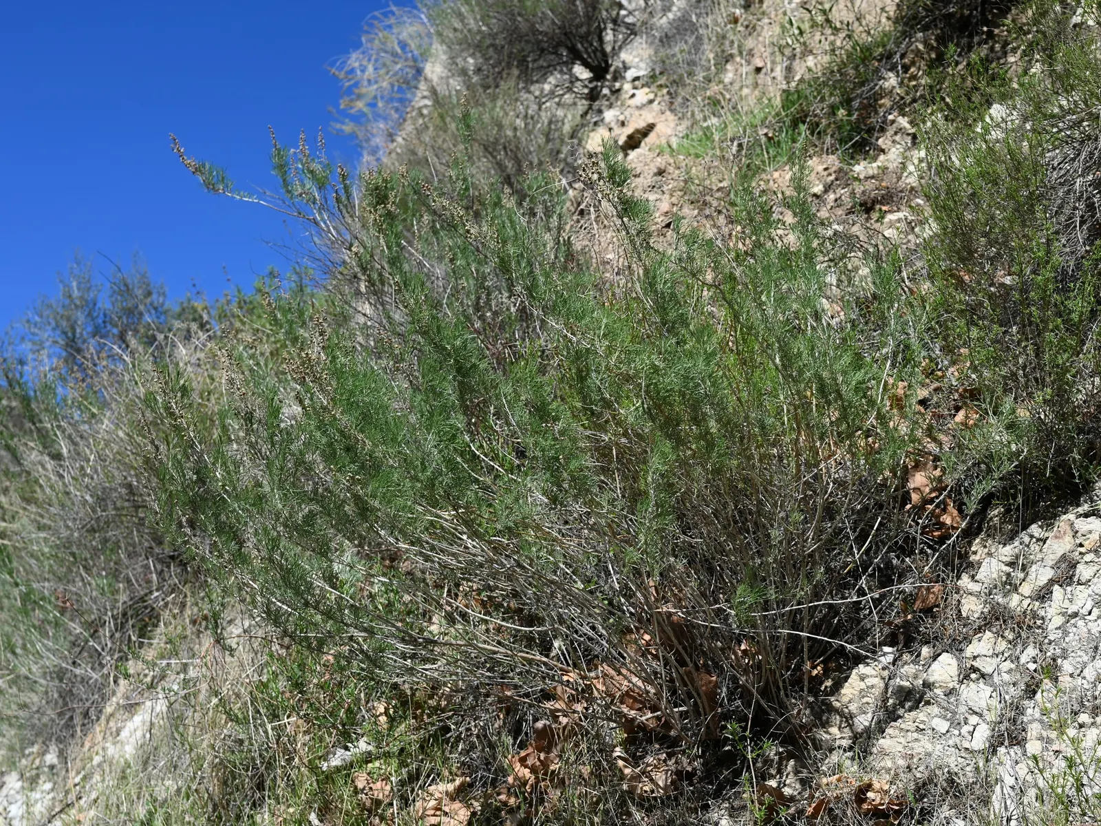 California Sagebrush (Artemisia Californica) — This drought-tolerant plant exhibits feathery, silver-gray foliage and provides a pleasant sage, image 48