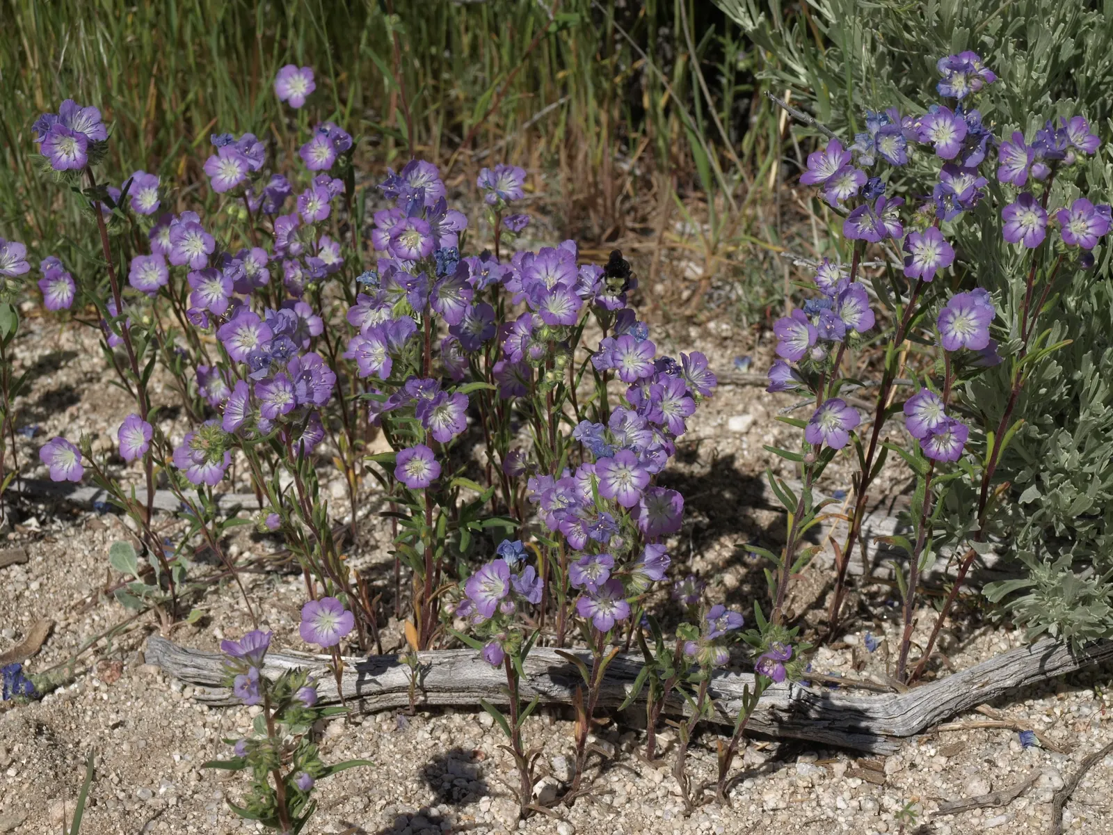 California Sagebrush (Artemisia Californica) — Esteemed for its fragrant; feathery leaves release a distinct aromatic scent when brushed or crushed