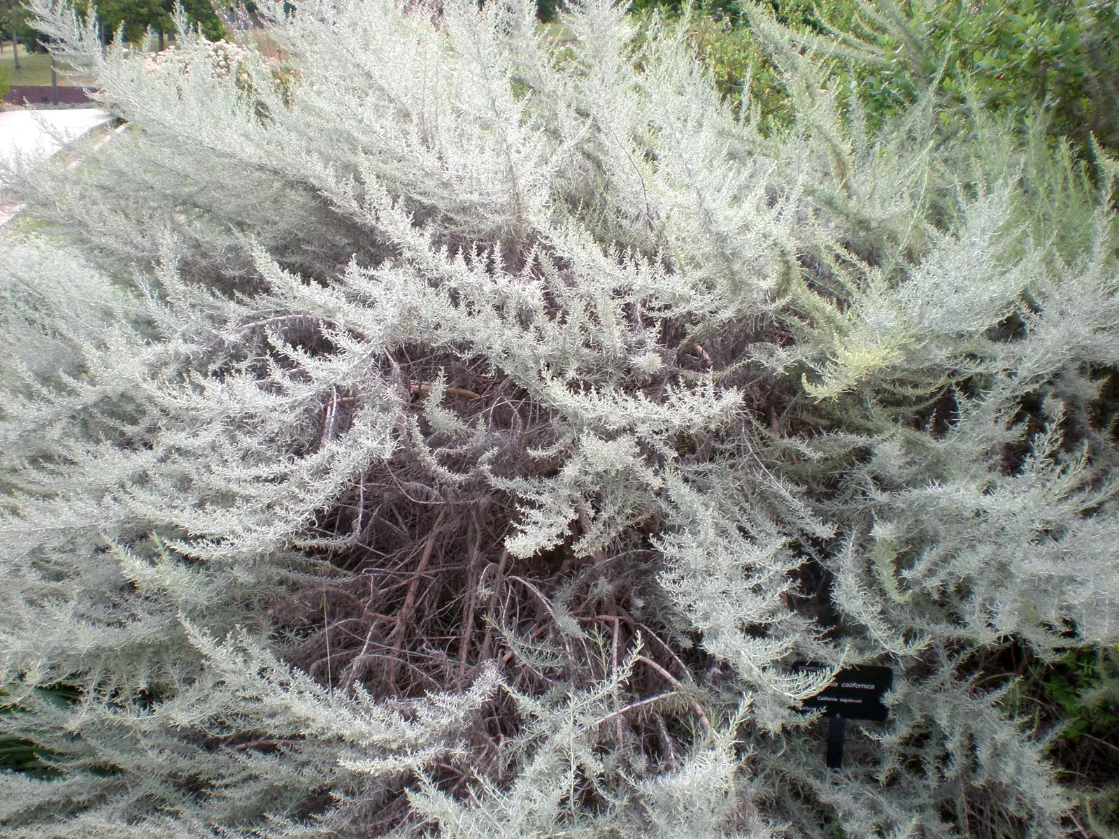 California Sagebrush (Artemisia Californica) — The California Sagebrush's root system is deep and extensive; it benefits from occasional pruning in, image 56
