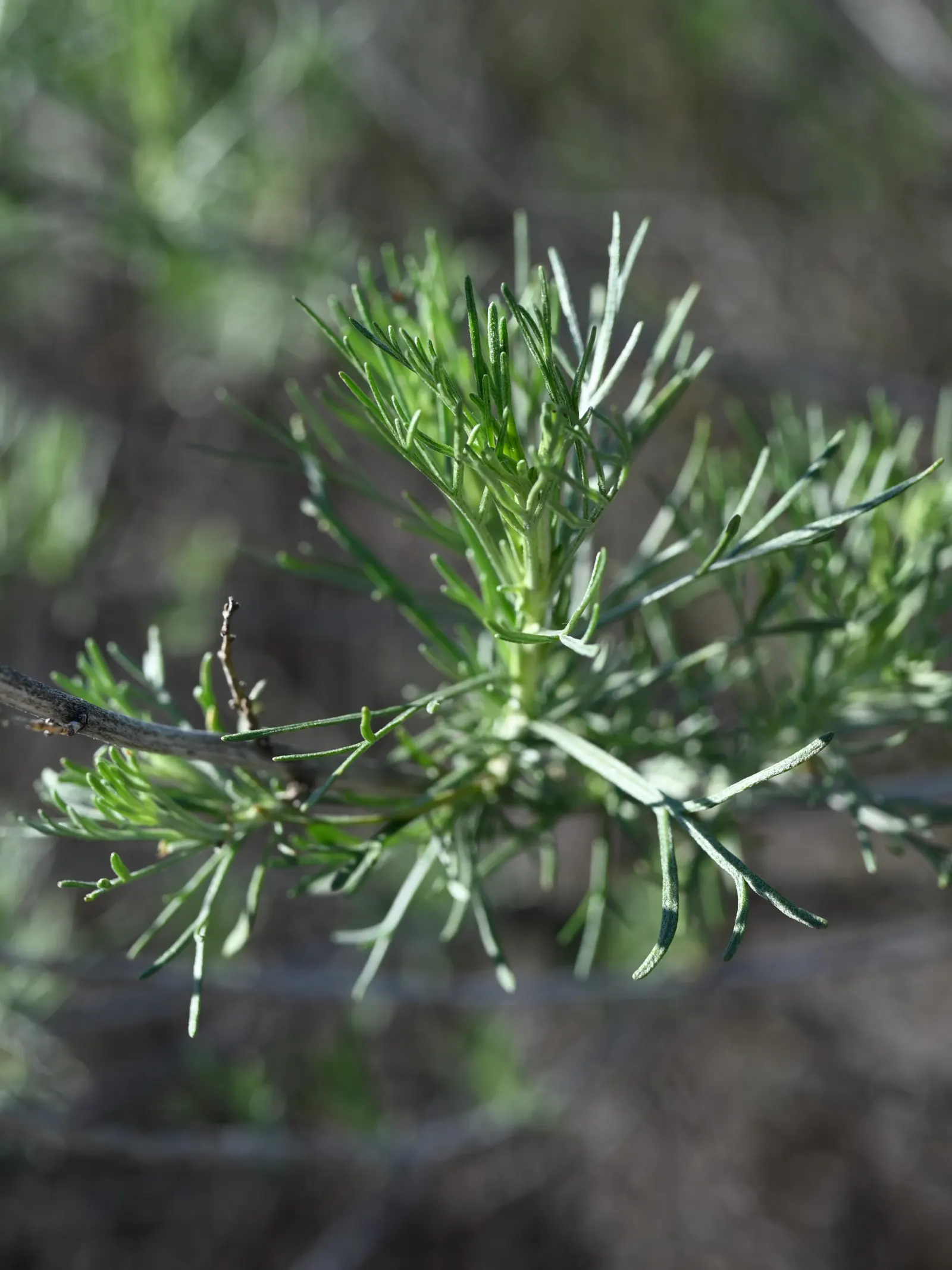California Sagebrush (Artemisia Californica) — native perennial shrub reaching 2 to 3 feet in height; making it an ideal candidate for slopes and, image 46