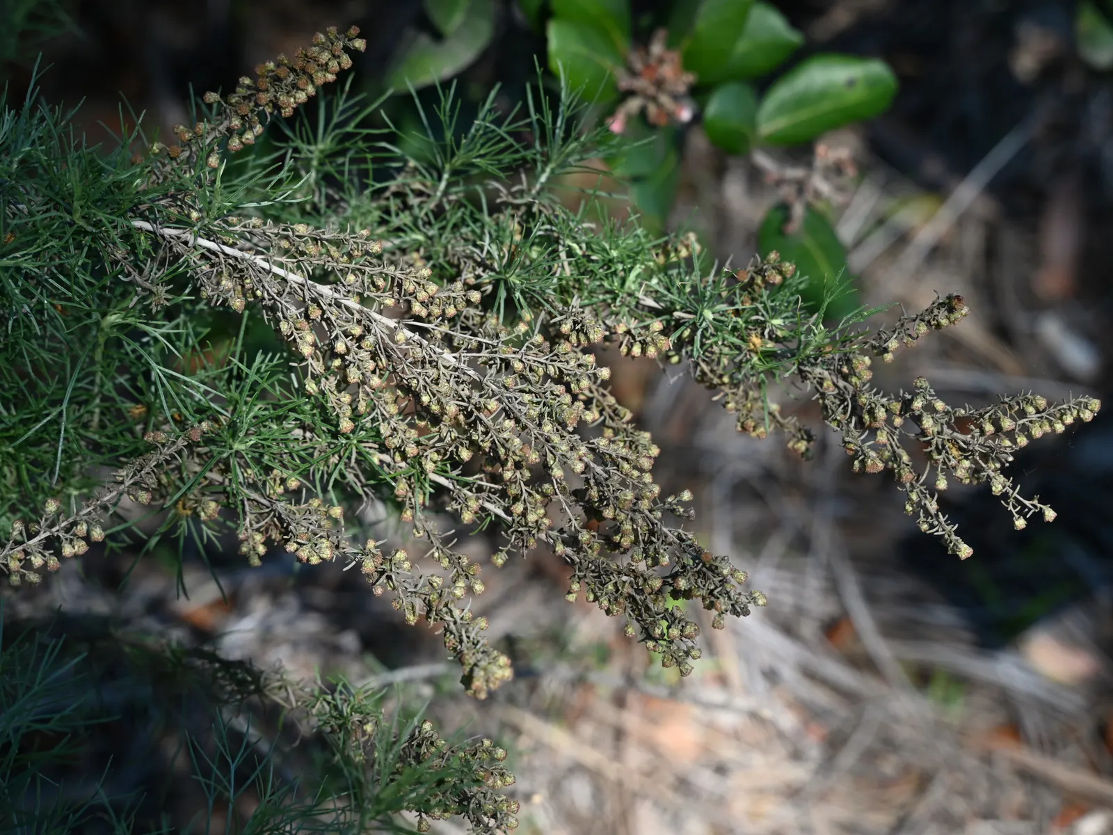 California Sagebrush (Artemisia Californica) — providing year-round visual interest and blending seamlessly into both formal and informal garden designs; the