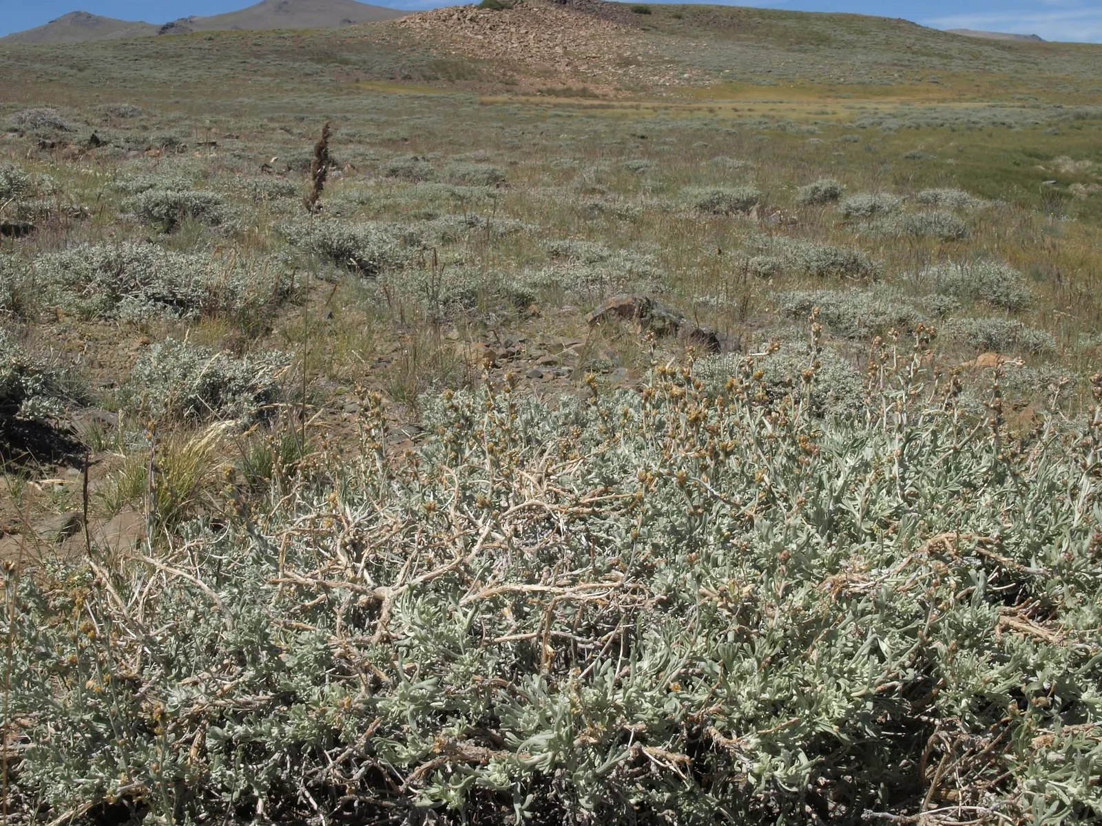 California Sagebrush (Artemisia Californica) — commonly known as California Sagebrush; this drought-tolerant plant exhibits feathery, silver-gray foliage and