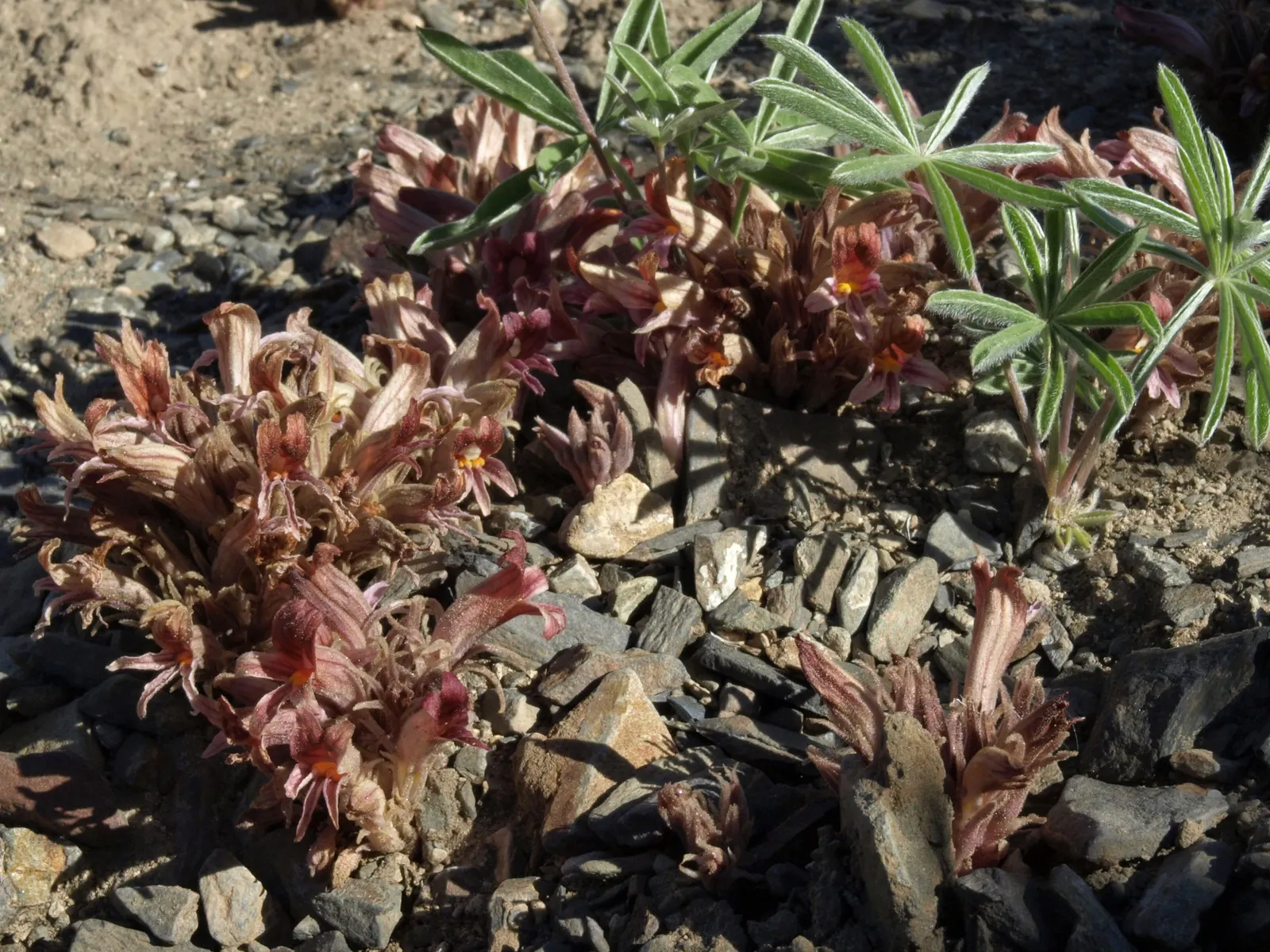 California Sagebrush (Artemisia Californica) — it can be planted singly as an accent plant or grouped for a striking mass effect