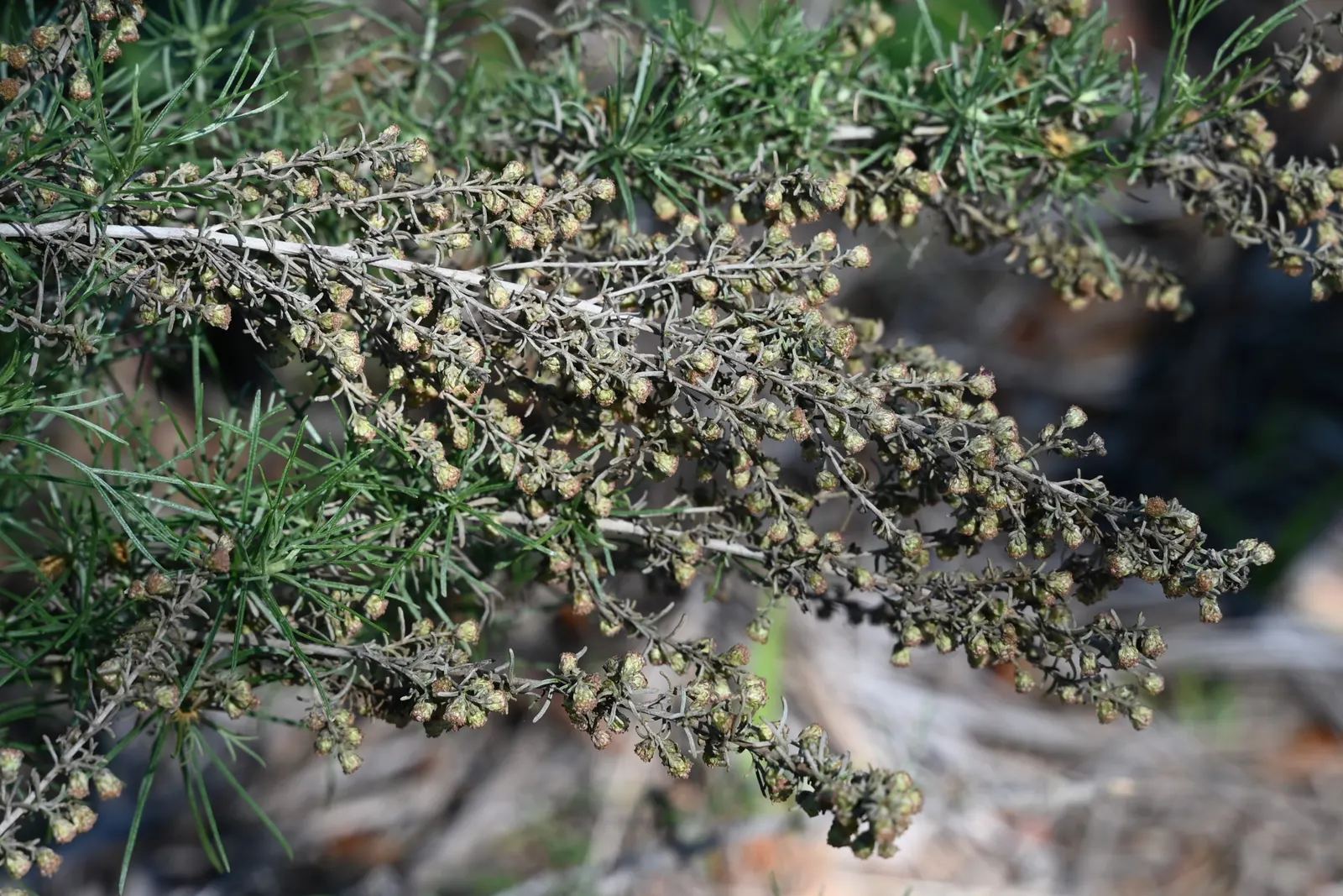 California Sagebrush (Artemisia Californica) — shrub for full or half; its foliage also serves as food for various caterpillar species