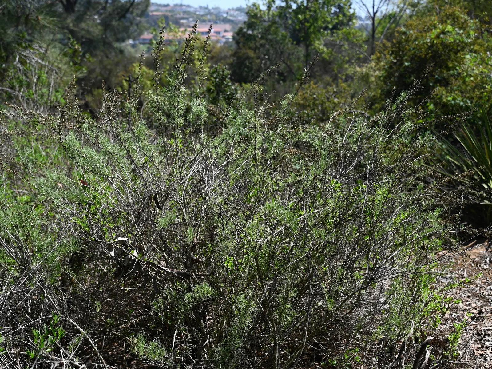 California Sagebrush (Artemisia Californica) — commonly known as California Sagebrush; this drought-tolerant plant exhibits feathery, silver-gray, image 45