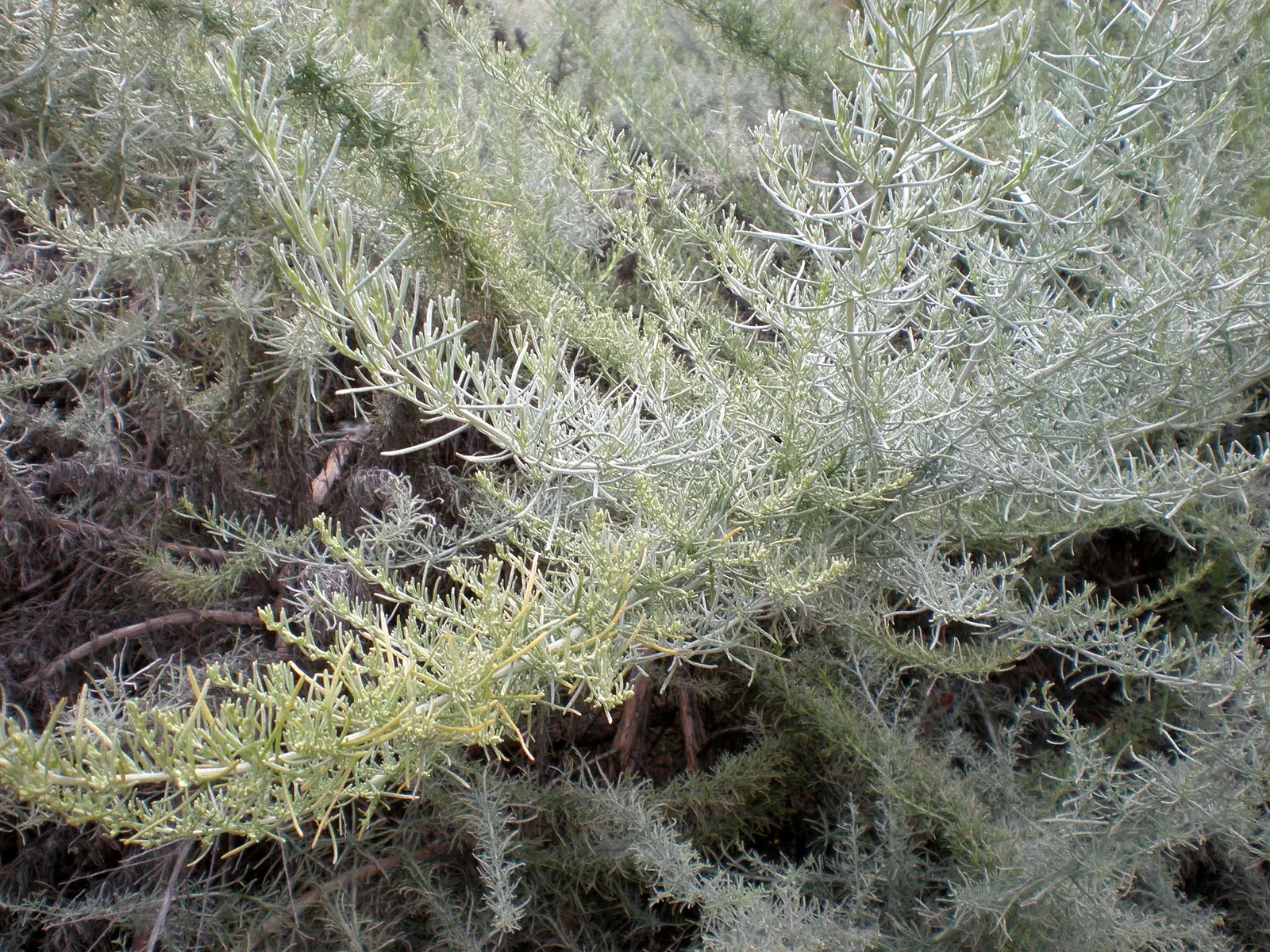 California Sagebrush (Artemisia Californica) — feathery leaves release a distinct aromatic scent when brushed or crushed; regular trimming will, image 53