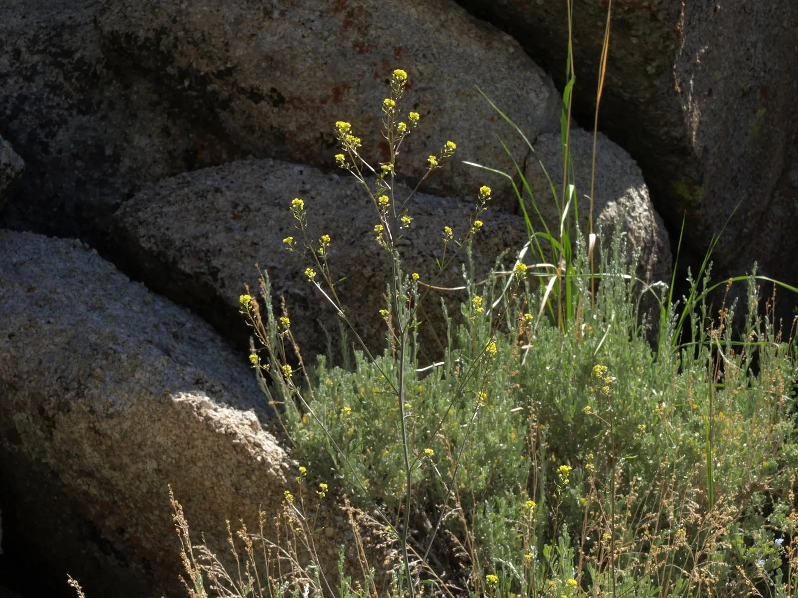 California Sagebrush (Artemisia Californica) — is an indigenous perennial shrub that graces the coastal chaparral and foothills of California; native perennial