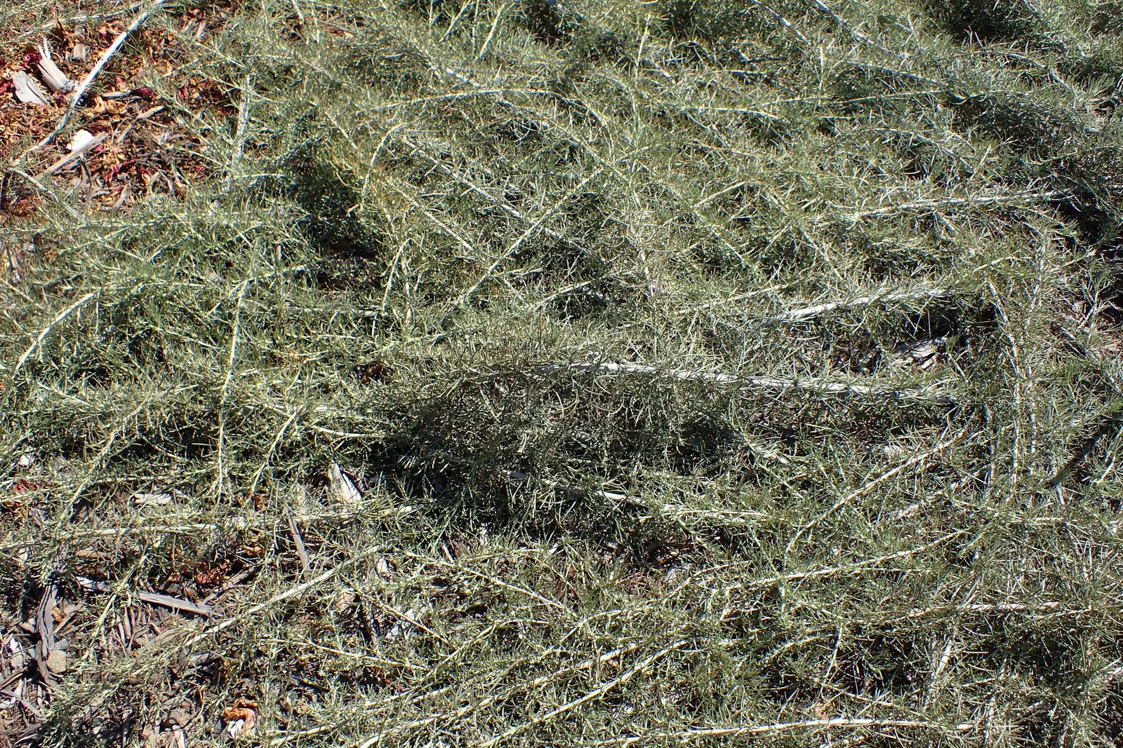 California Sagebrush (Artemisia Californica) — making it an ideal candidate for slopes and banks where erosion control is sought; esteemed for its, image 55