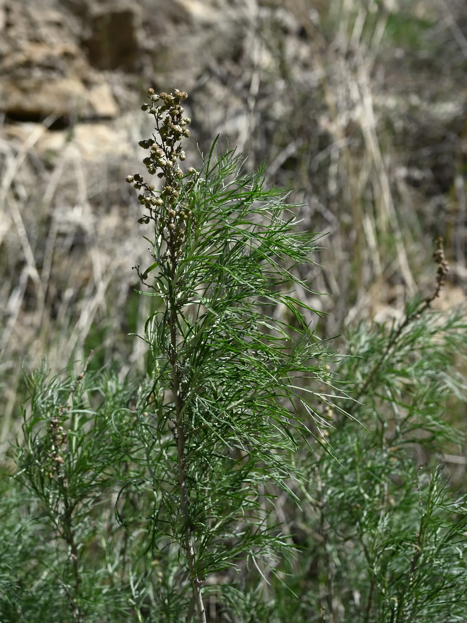 California Sagebrush (Artemisia Californica) — attracting wildlife while requiring minimal maintenance once established; such as butterflies and, image 50