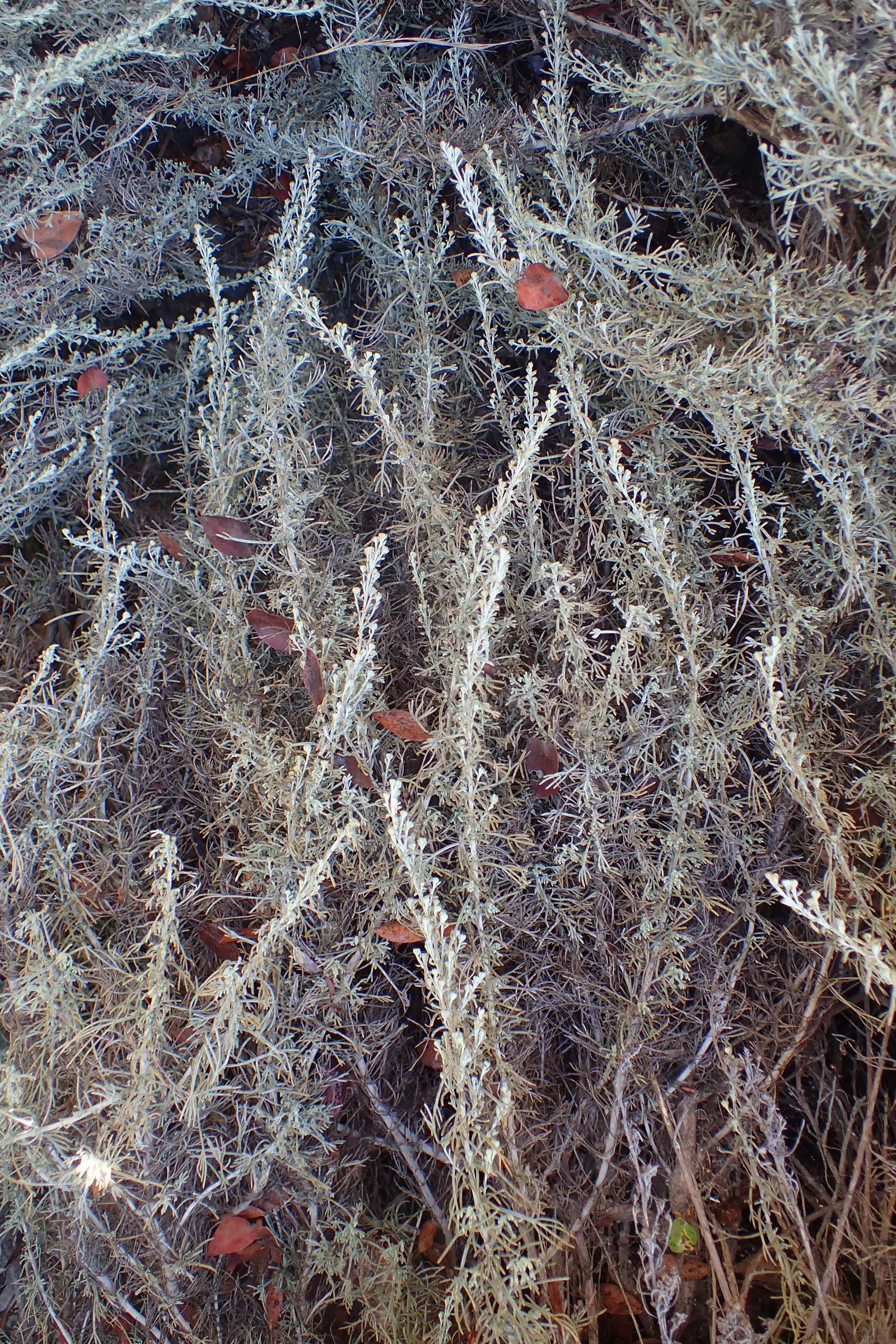 California Sagebrush (Artemisia Californica) — often reminiscent of sage; commonly known as California Sagebrush, image 54