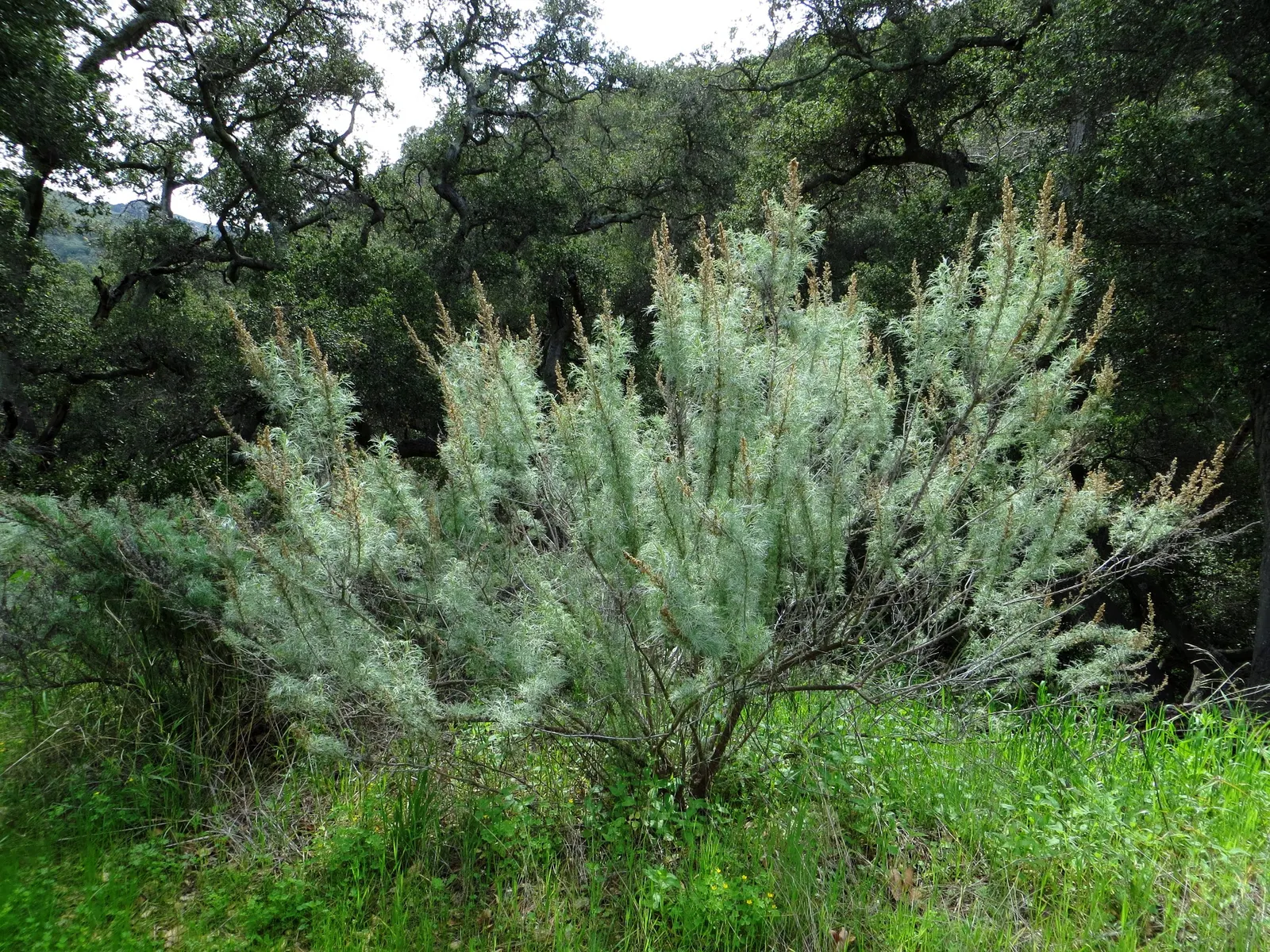 California Sagebrush (Artemisia Californica) — the Artemisia californica demands minimal maintenance; is an indigenous perennial shrub that graces, image 58