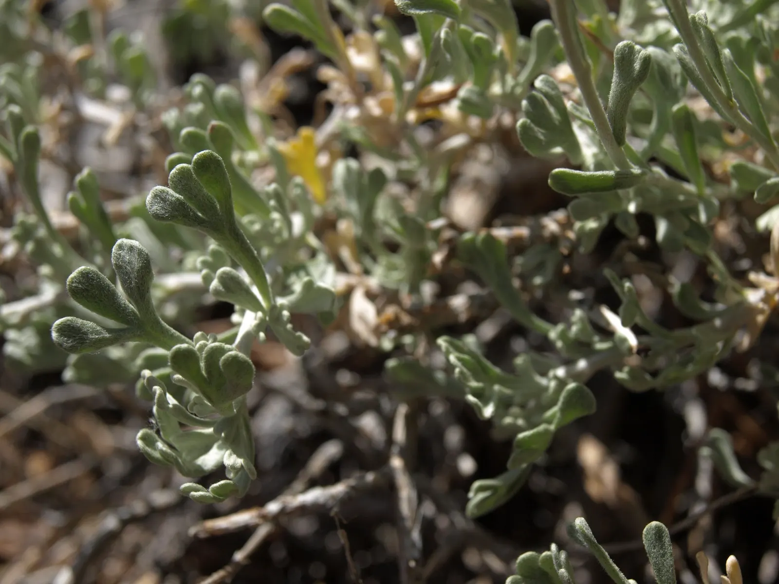 California Sagebrush (Artemisia Californica) — attracting wildlife while requiring minimal maintenance once established; such as butterflies and small birds