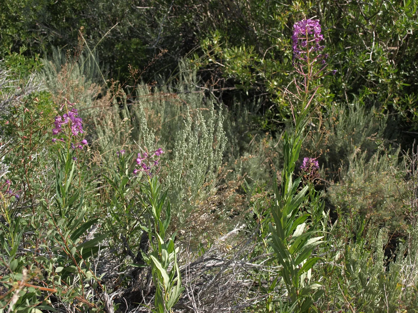 California Sagebrush (Artemisia Californica) — It benefits from occasional pruning in late fall to maintain shape and promote robust new growth in, image 59
