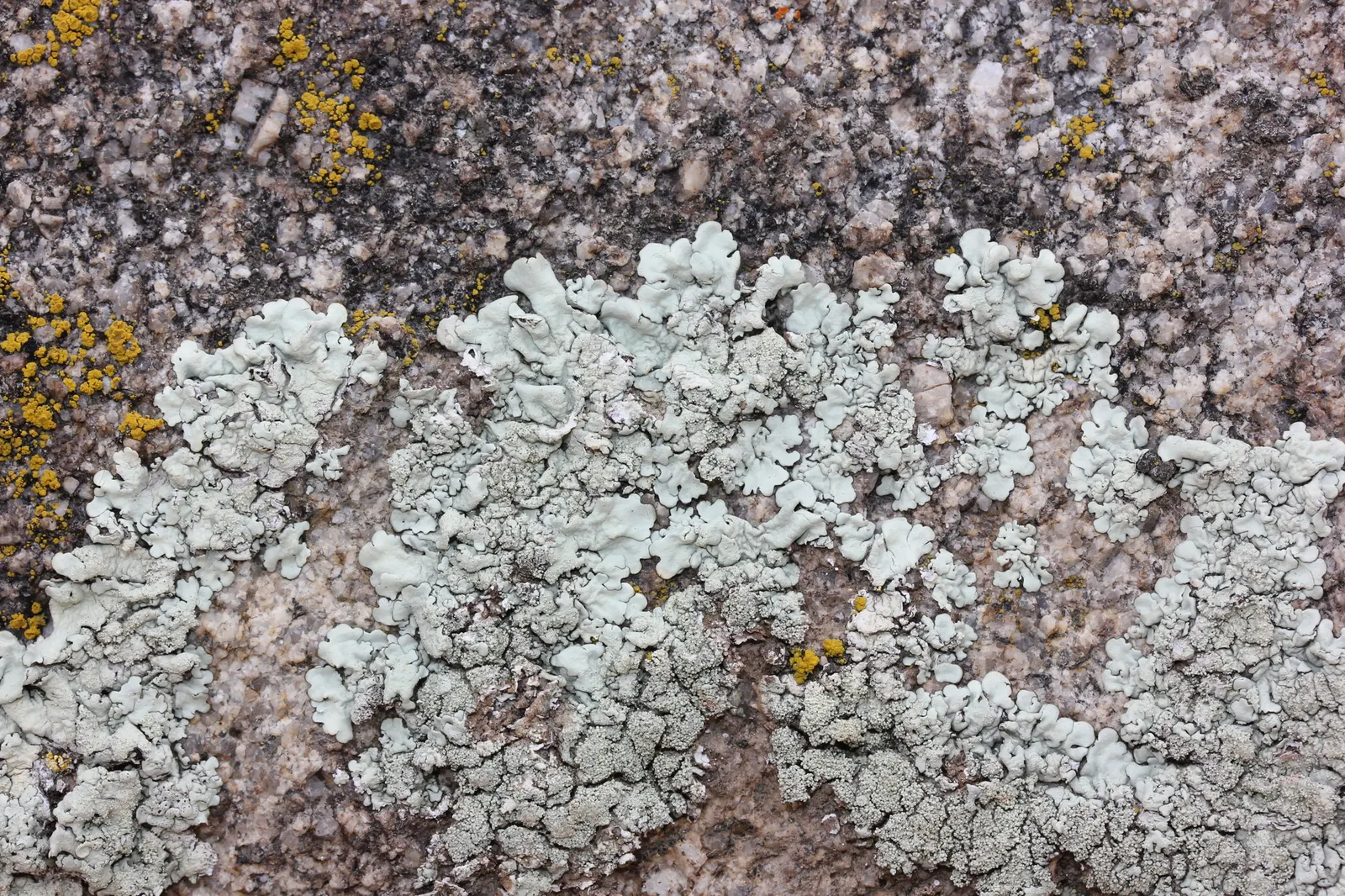 California Sagebrush (Artemisia Californica) — it's an excellent habitat plant