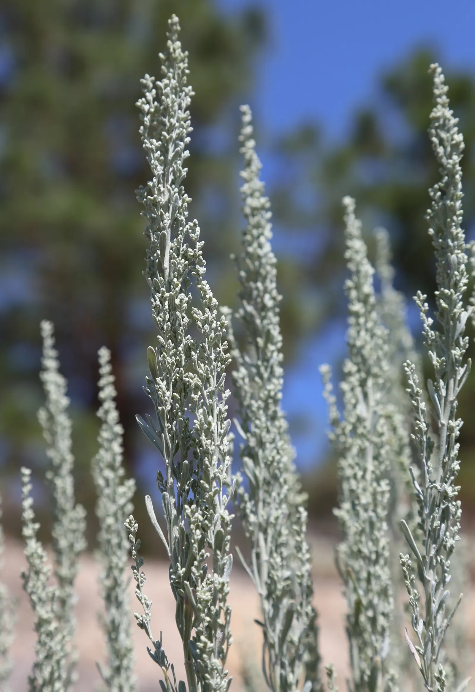 California Sagebrush (Artemisia Californica) — promoting stability and resilience in arid environments.<br><br>With a hardiness zone range from 8 to 10