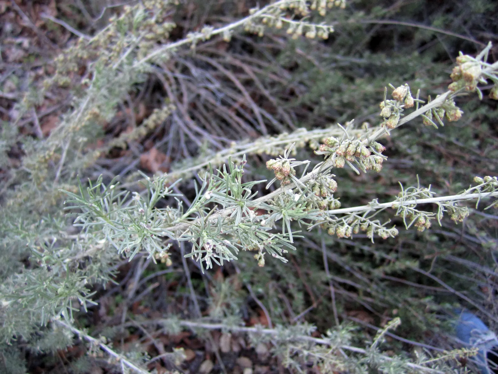 California Sagebrush (Artemisia Californica) — the California Sagebrush is a valuable component of habitat gardens; promoting stability and resilience in arid