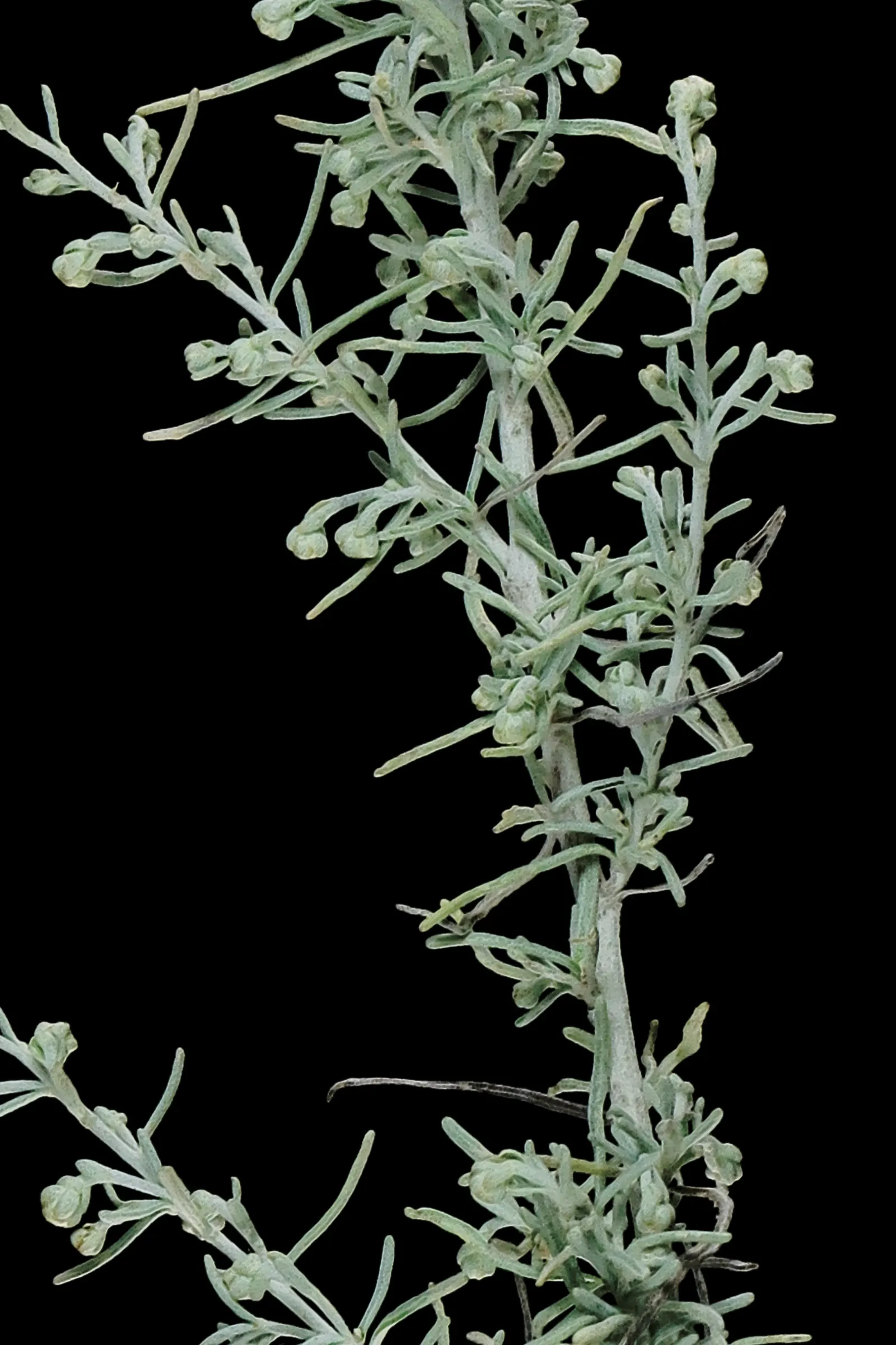 California Sagebrush (Artemisia Californica) — it can be planted singly as an accent plant or grouped for a striking mass effect; it's an excellent habitat