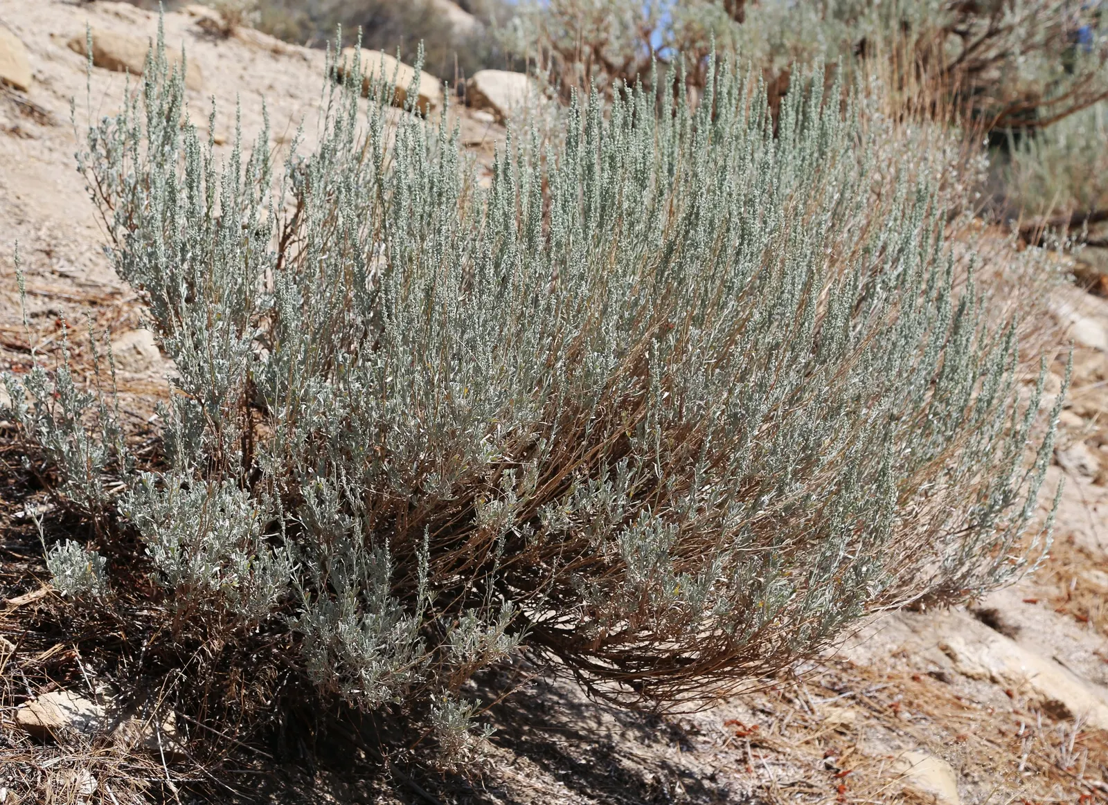 California Sagebrush (Artemisia Californica) — The California Sagebrush's root system is deep and extensive